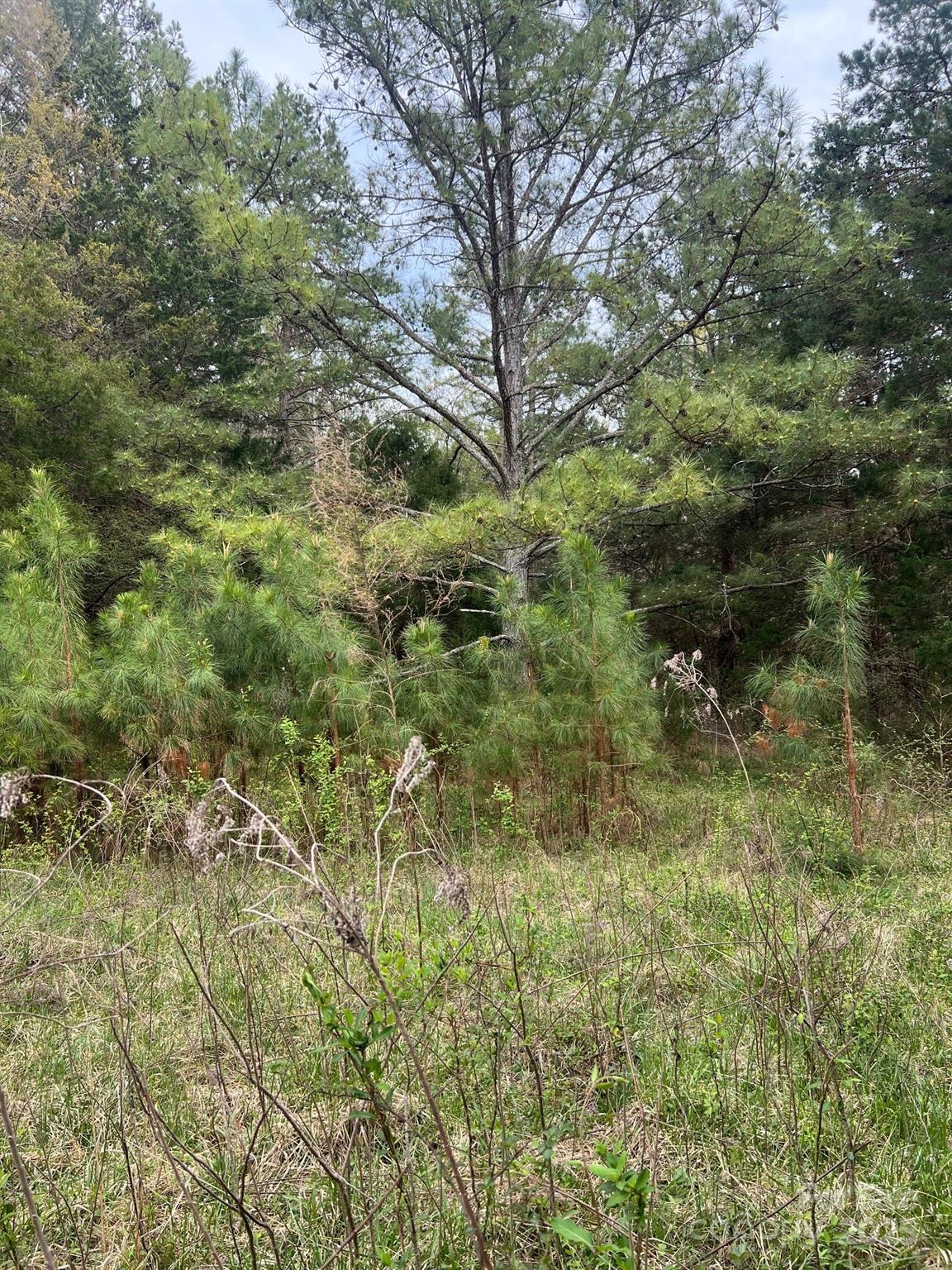11055 Graybark Road