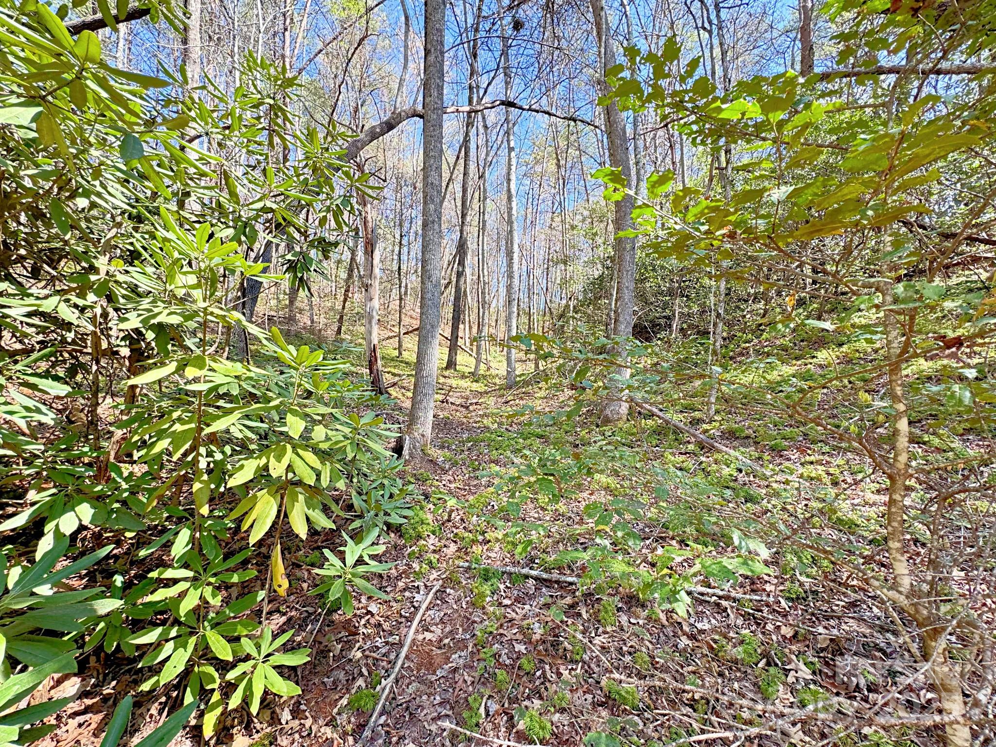 0 Mackey Creek Road Property Photo 6