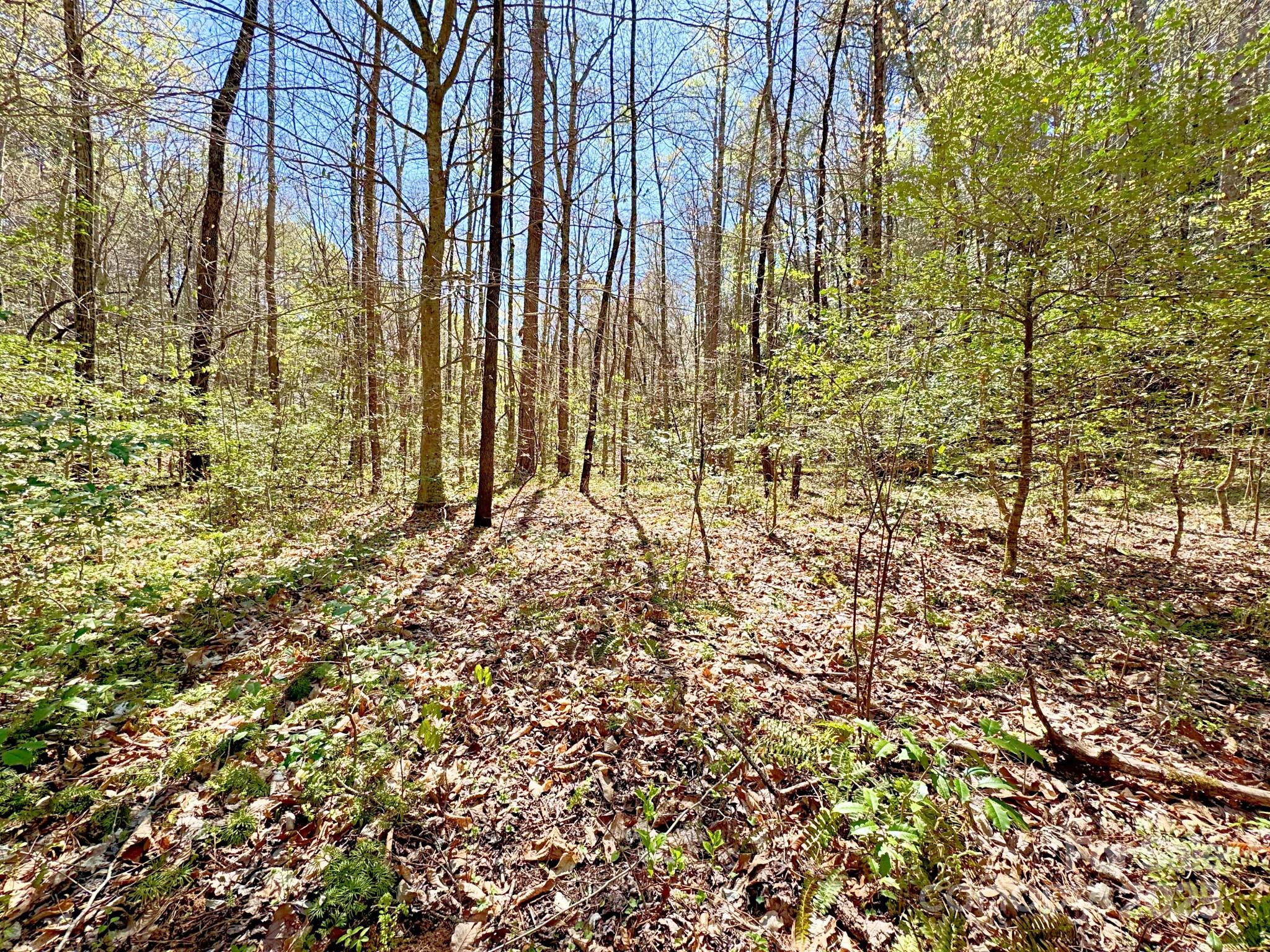 0 Mackey Creek Road Property Photo 10