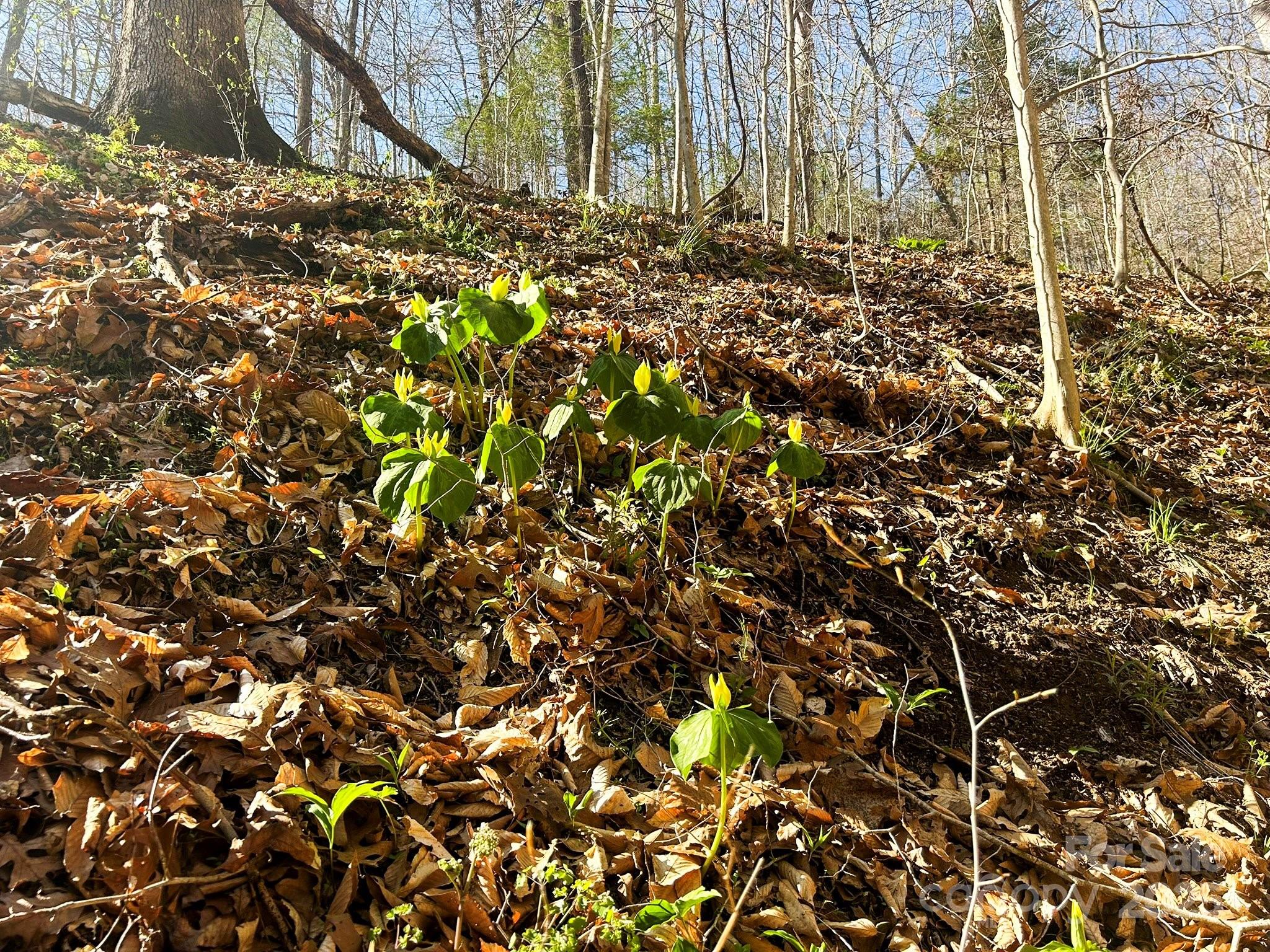 Tbd Sweetwater Road Property Photo 15