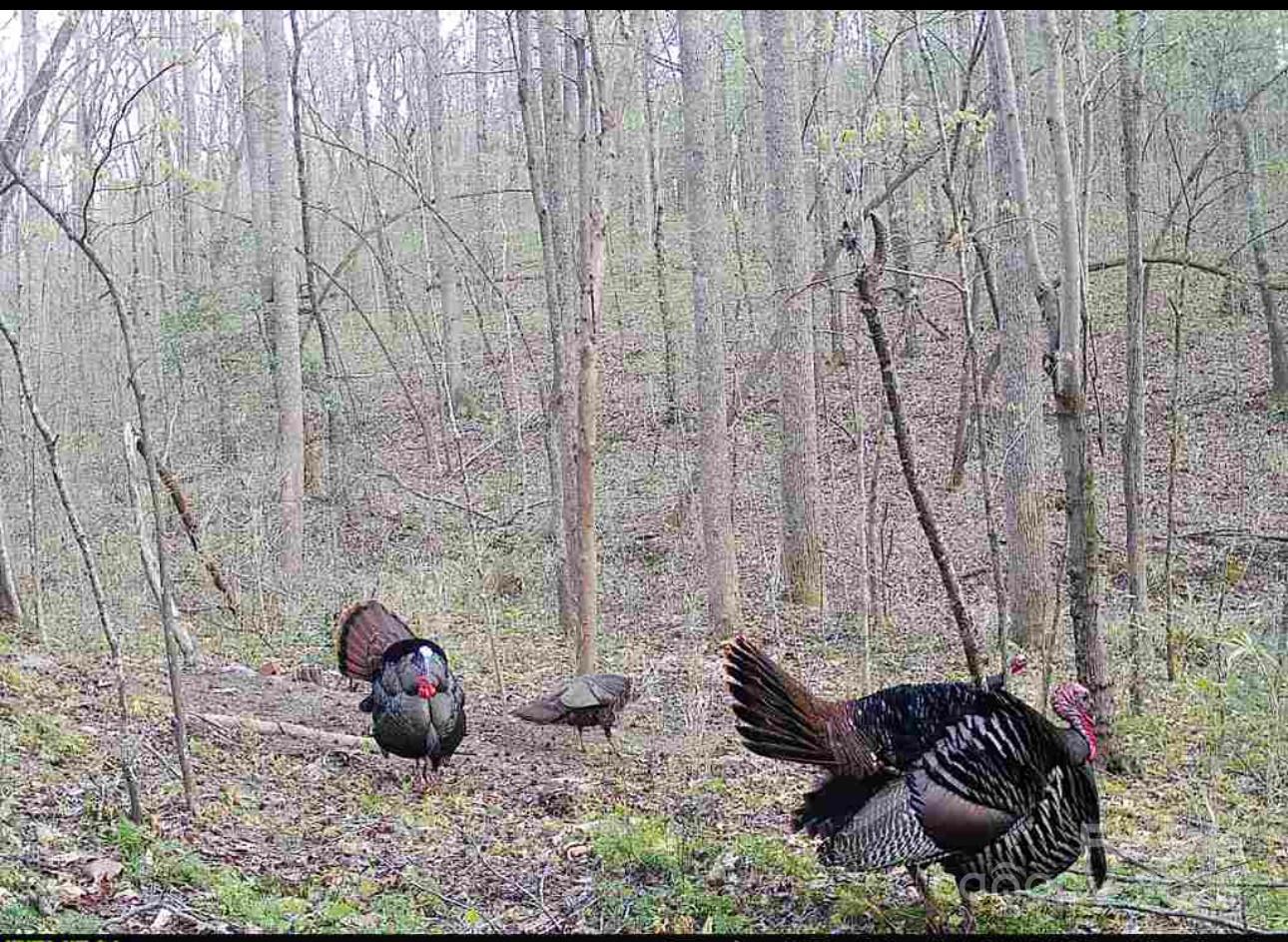 0000 Bud Arndt Road Property Photo 6