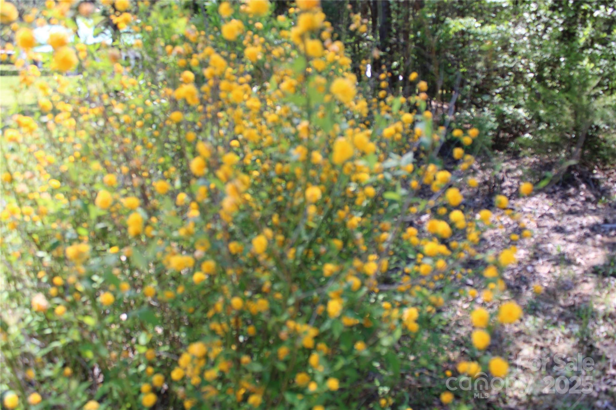 5264 Battleground Road Property Photo 6