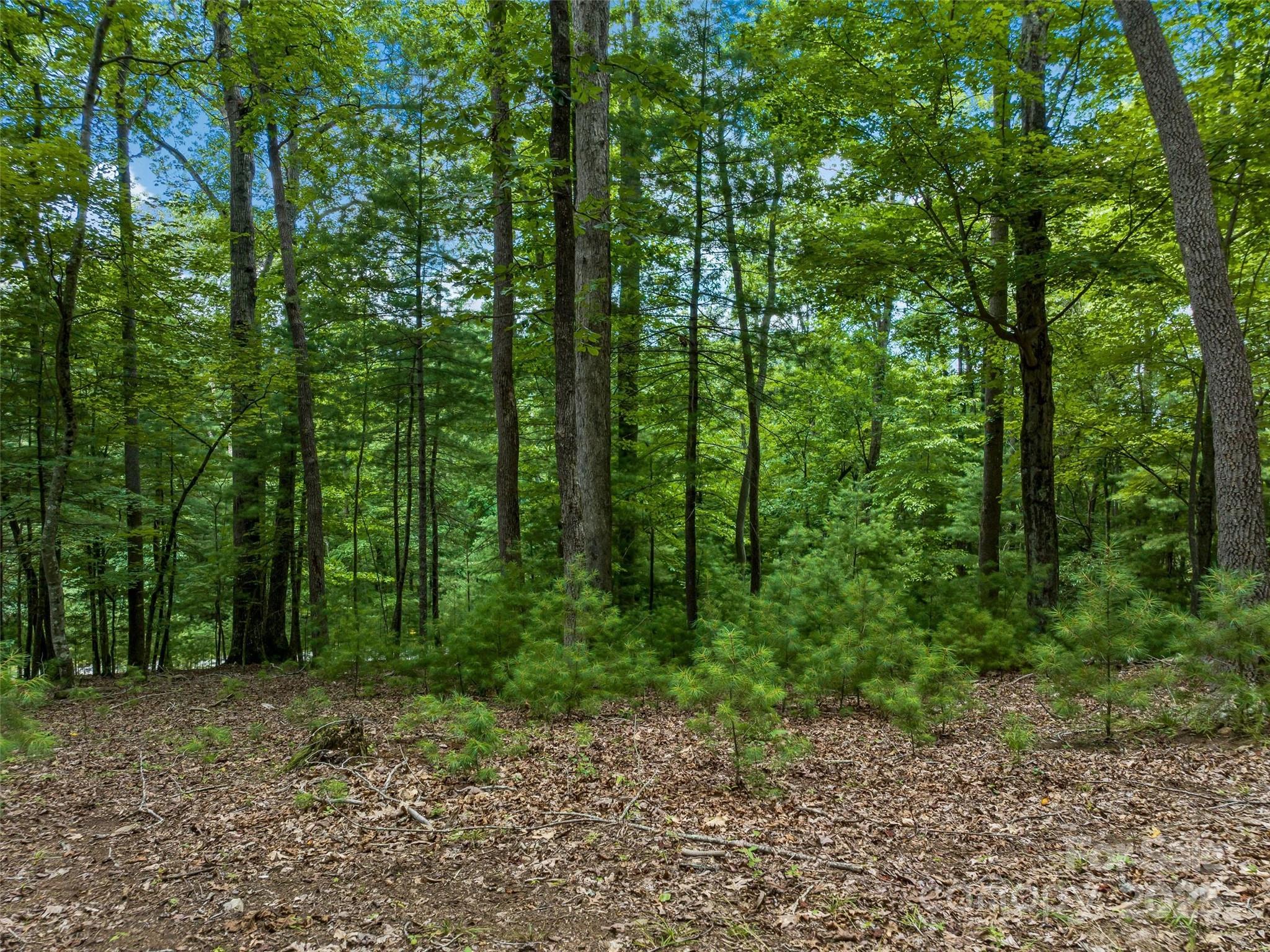 36 Dividing Ridge Trail 5 Property Photo 7