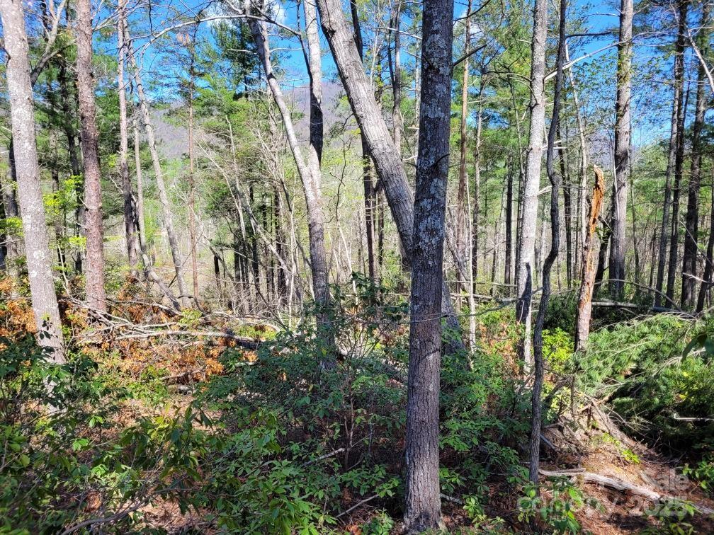 119 Fox Ridge Trail Property Photo 4