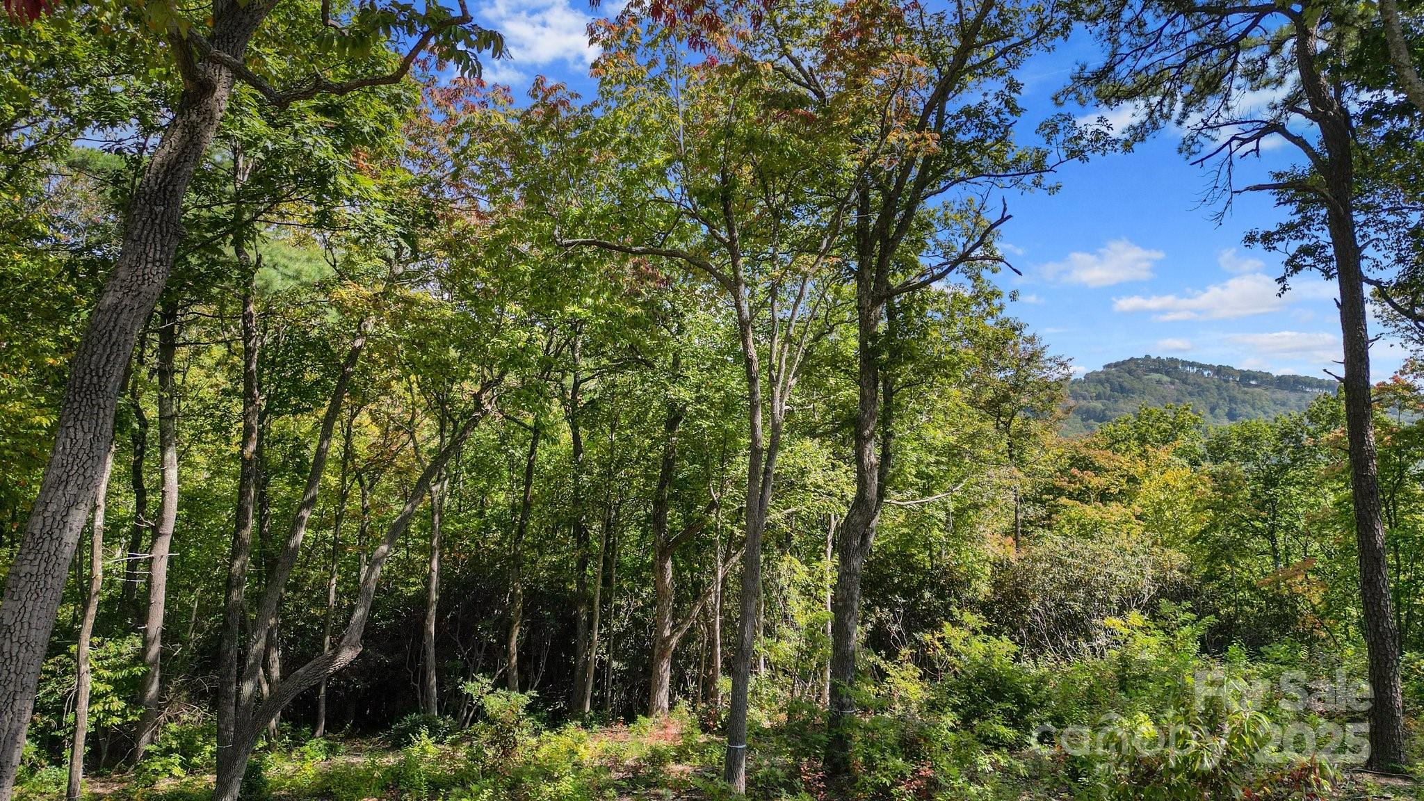 0 Mountain Grove Lane Lot 62 Property Photo 2