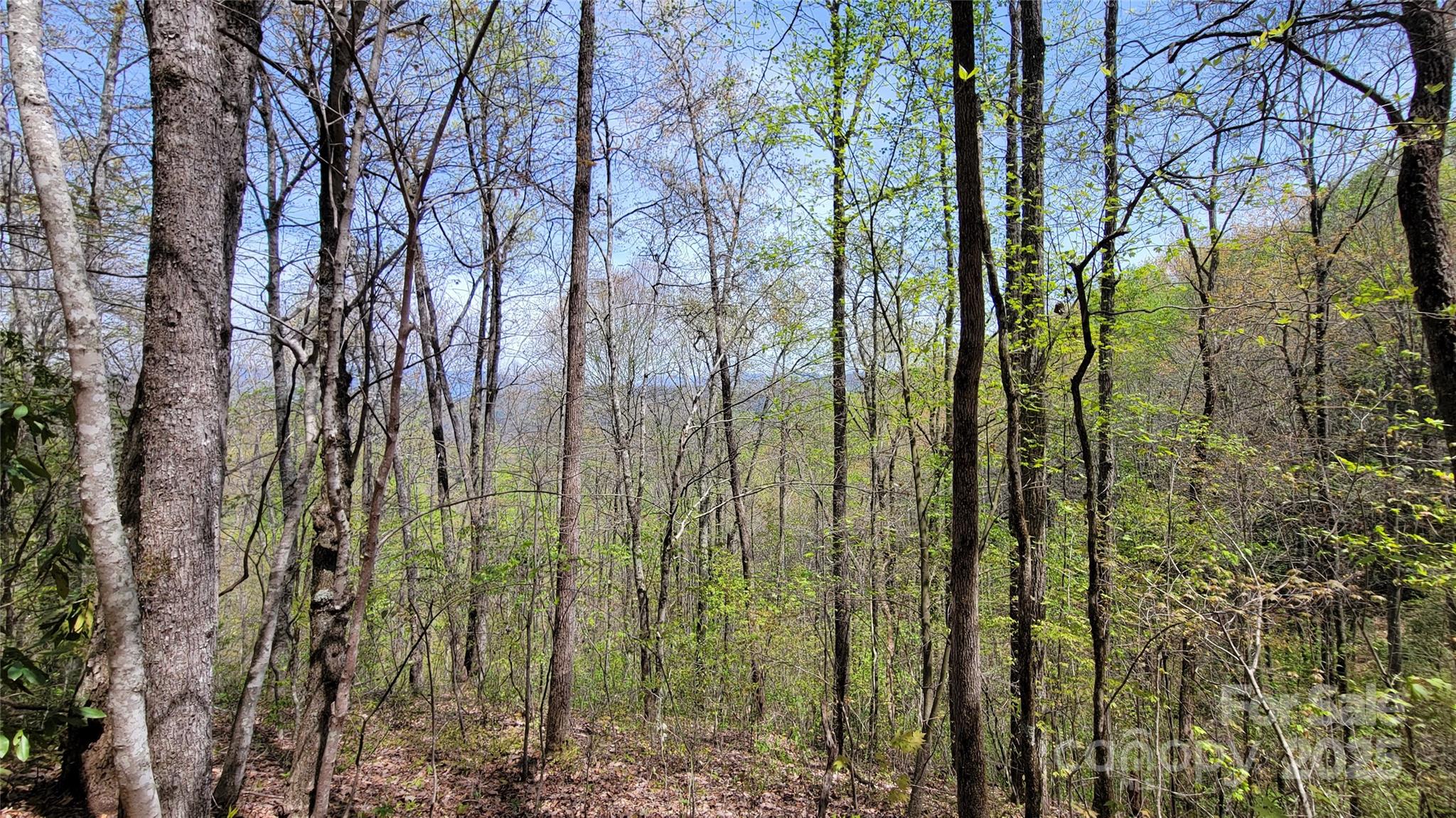 24 Lacy Fern Ridge 24 Property Photo 3