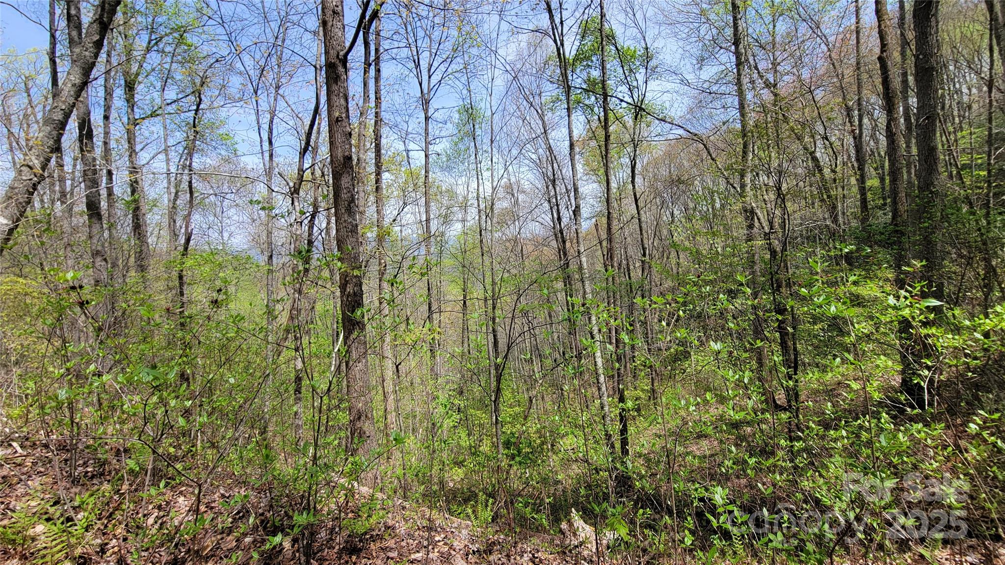 24 Lacy Fern Ridge 24 Property Photo 6