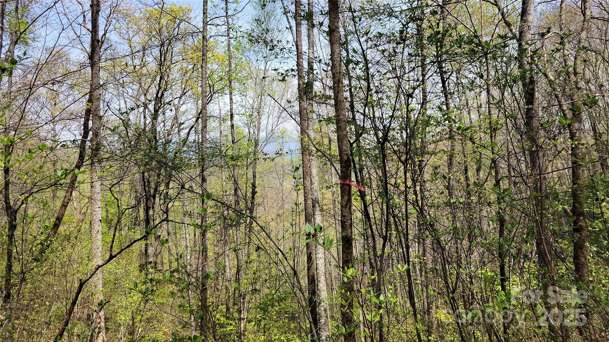 24 Lacy Fern Ridge 24 Property Photo 8