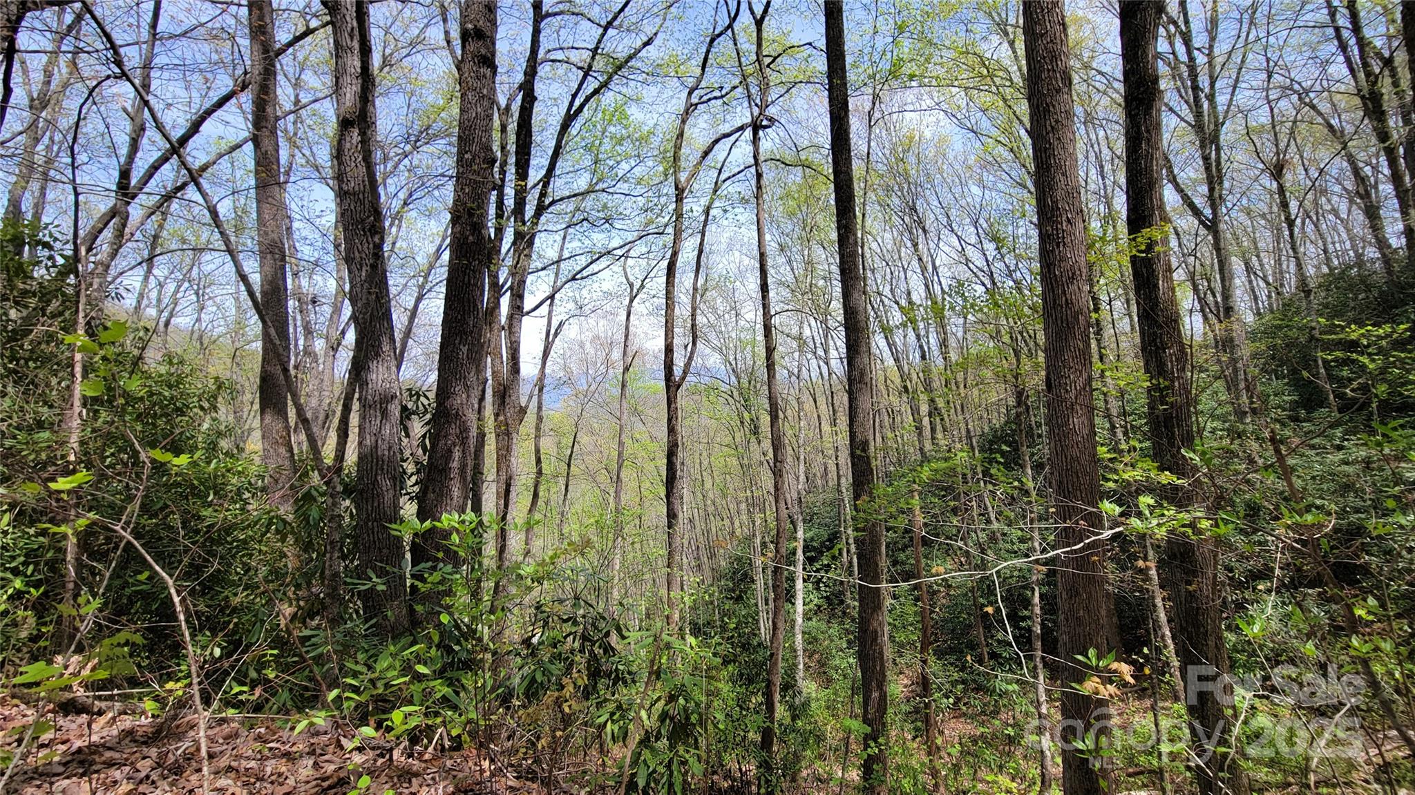 24 Lacy Fern Ridge 24 Property Photo 14