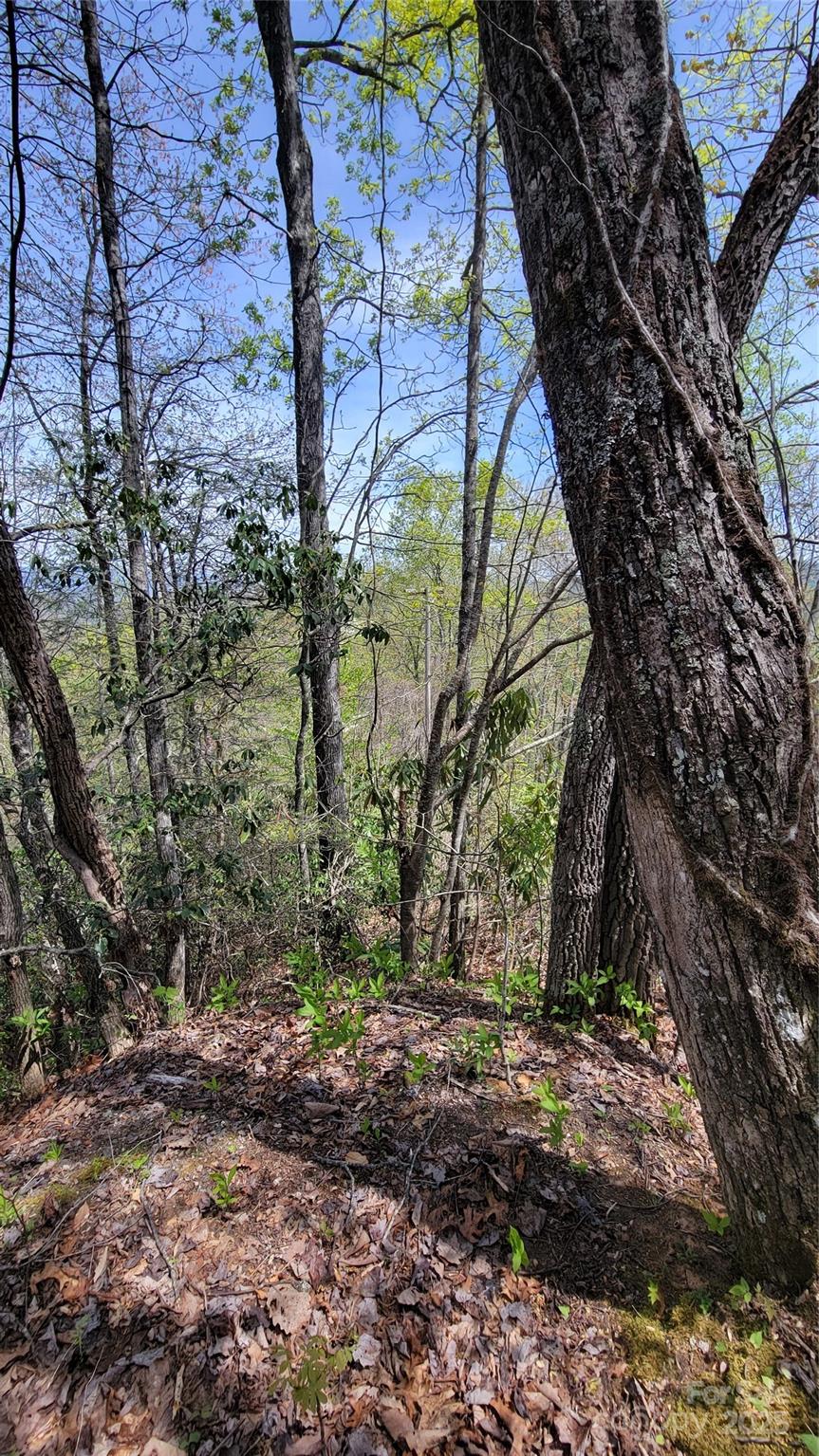 24 Lacy Fern Ridge 24 Property Photo 15