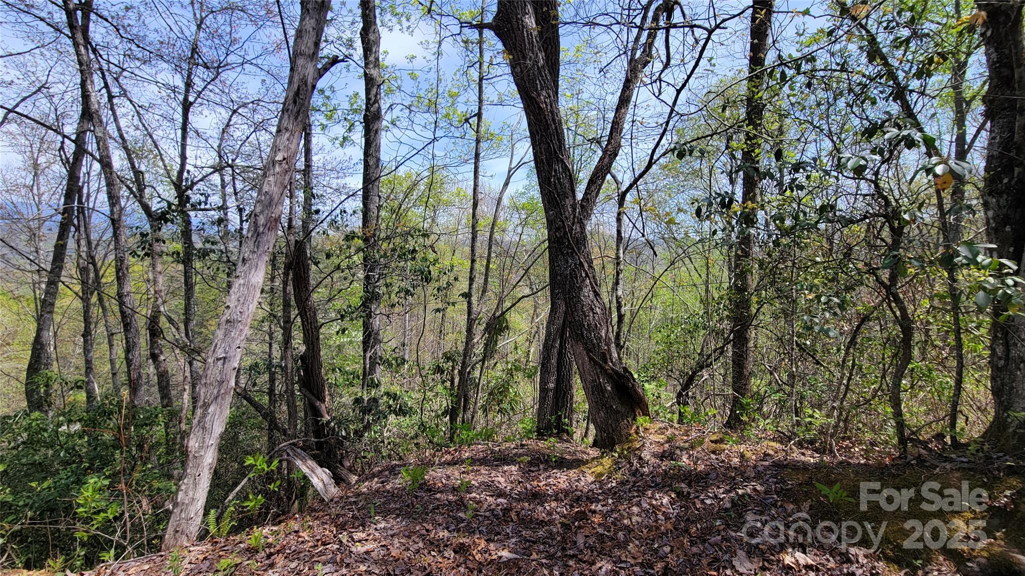 25 Lacy Fern Ridge 25 Property Photo 25