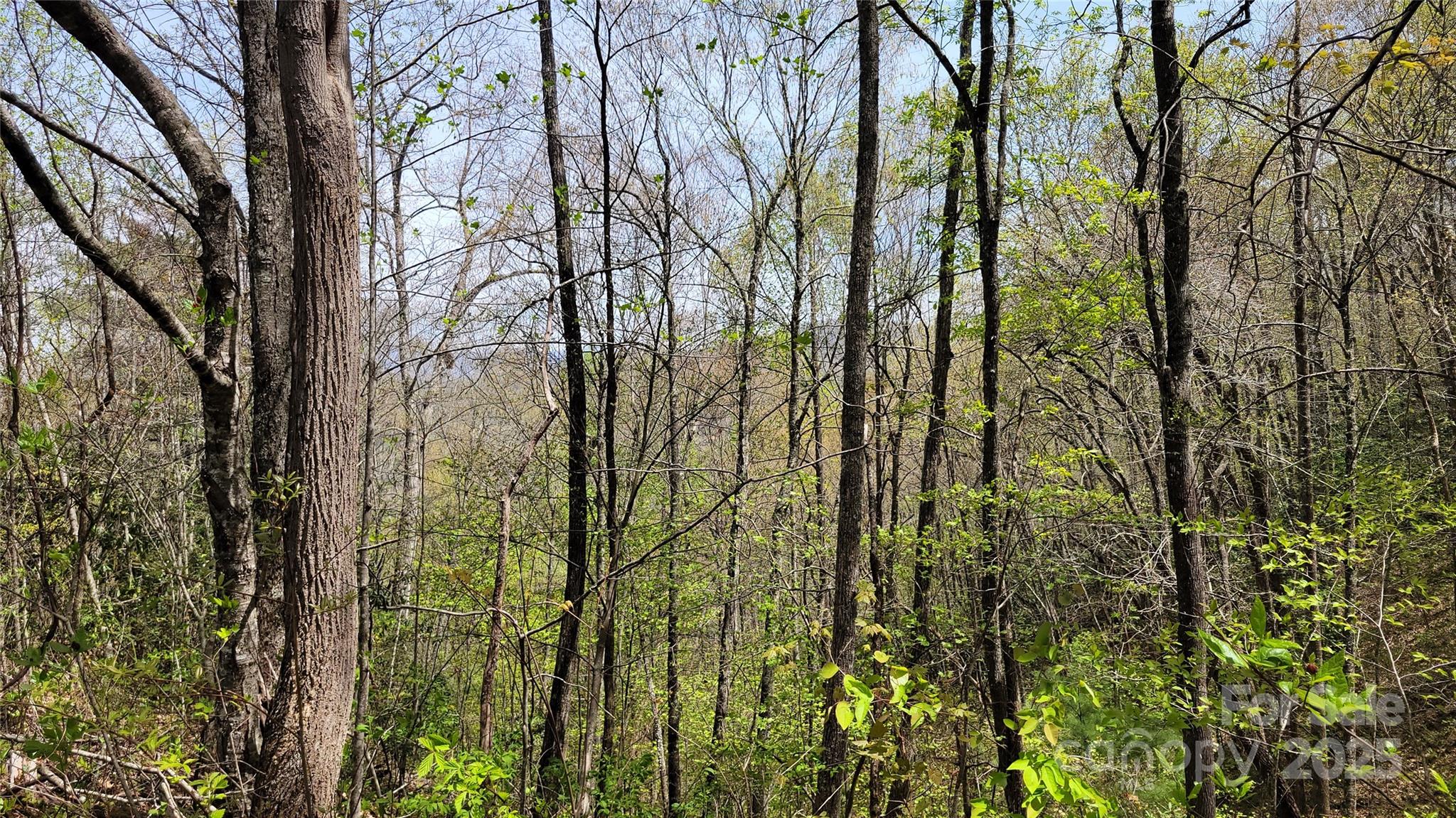 27 Lacy Fern Ridge 27 Property Photo 7