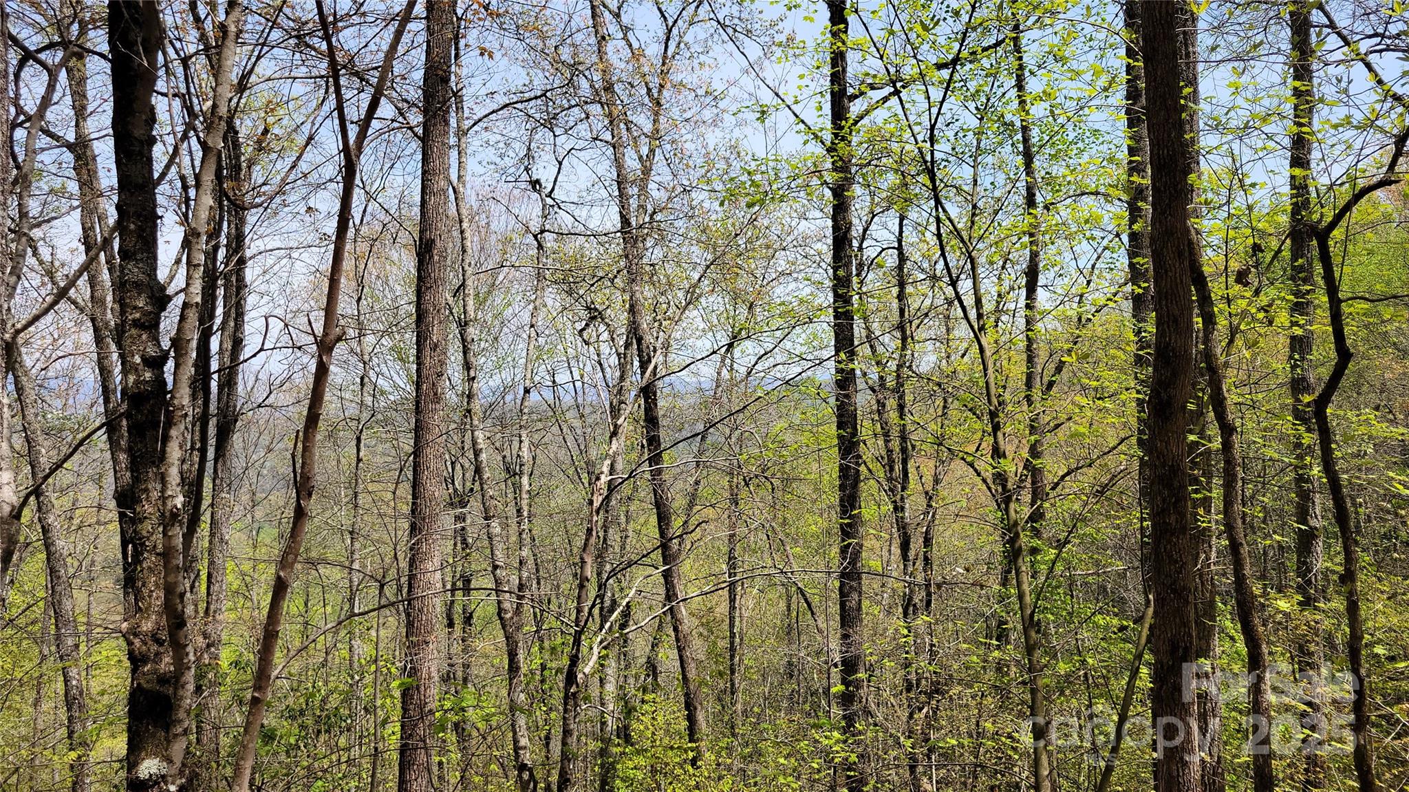 27 Lacy Fern Ridge 27 Property Photo 9