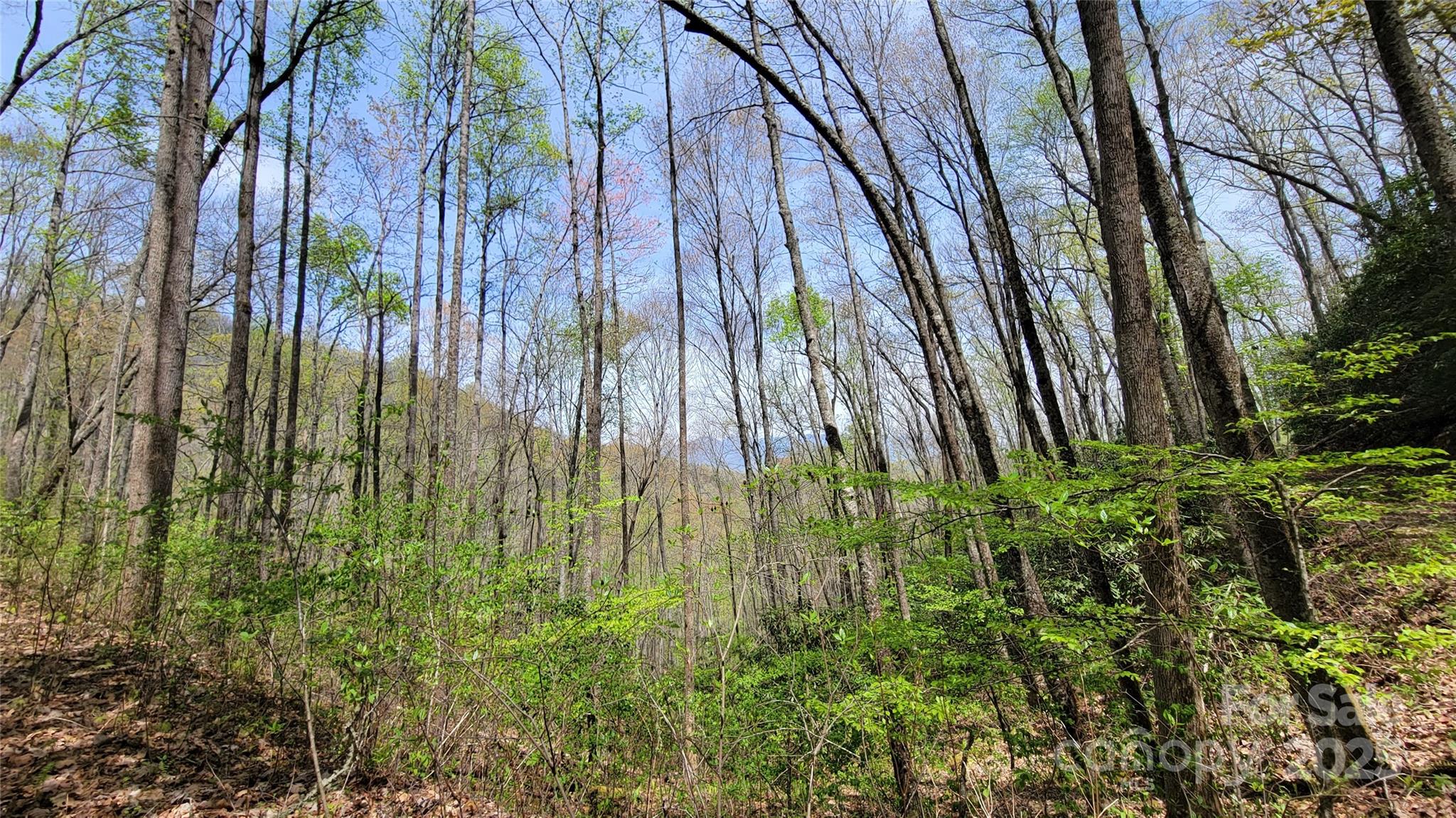 27 Lacy Fern Ridge 27 Property Photo 14