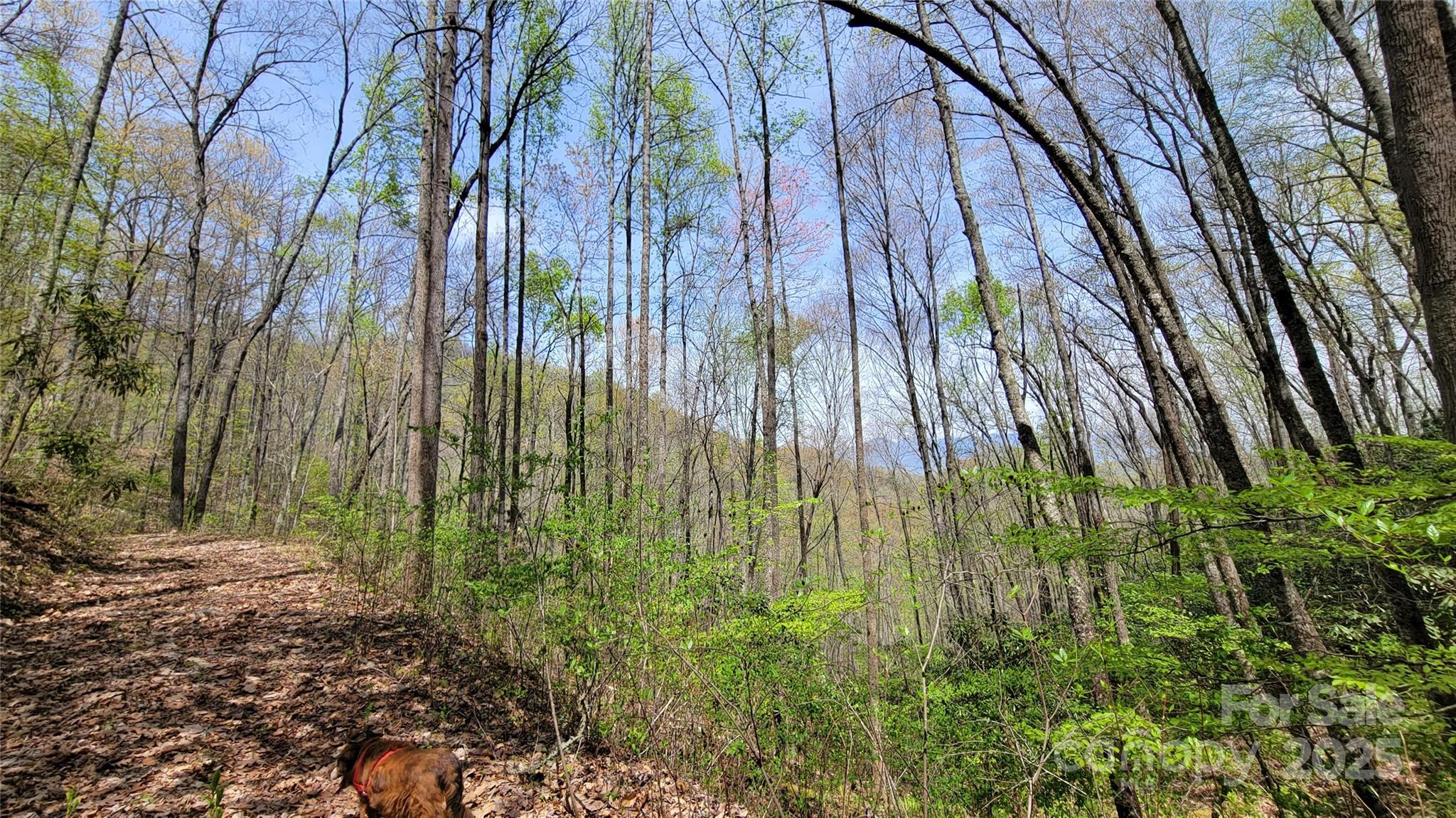 27 Lacy Fern Ridge 27 Property Photo 15