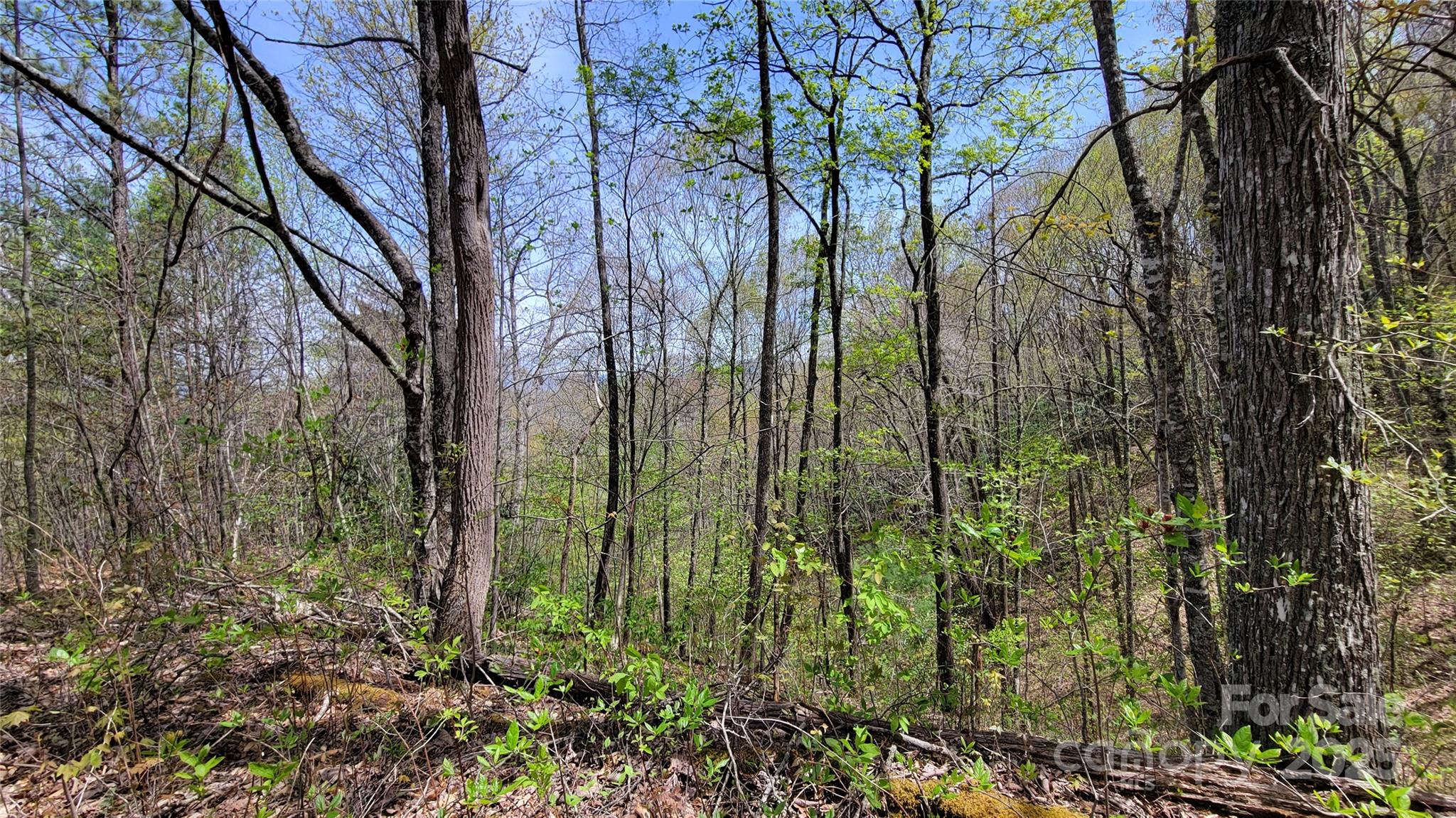 31 Lacy Fern Ridge 31 Property Photo 6