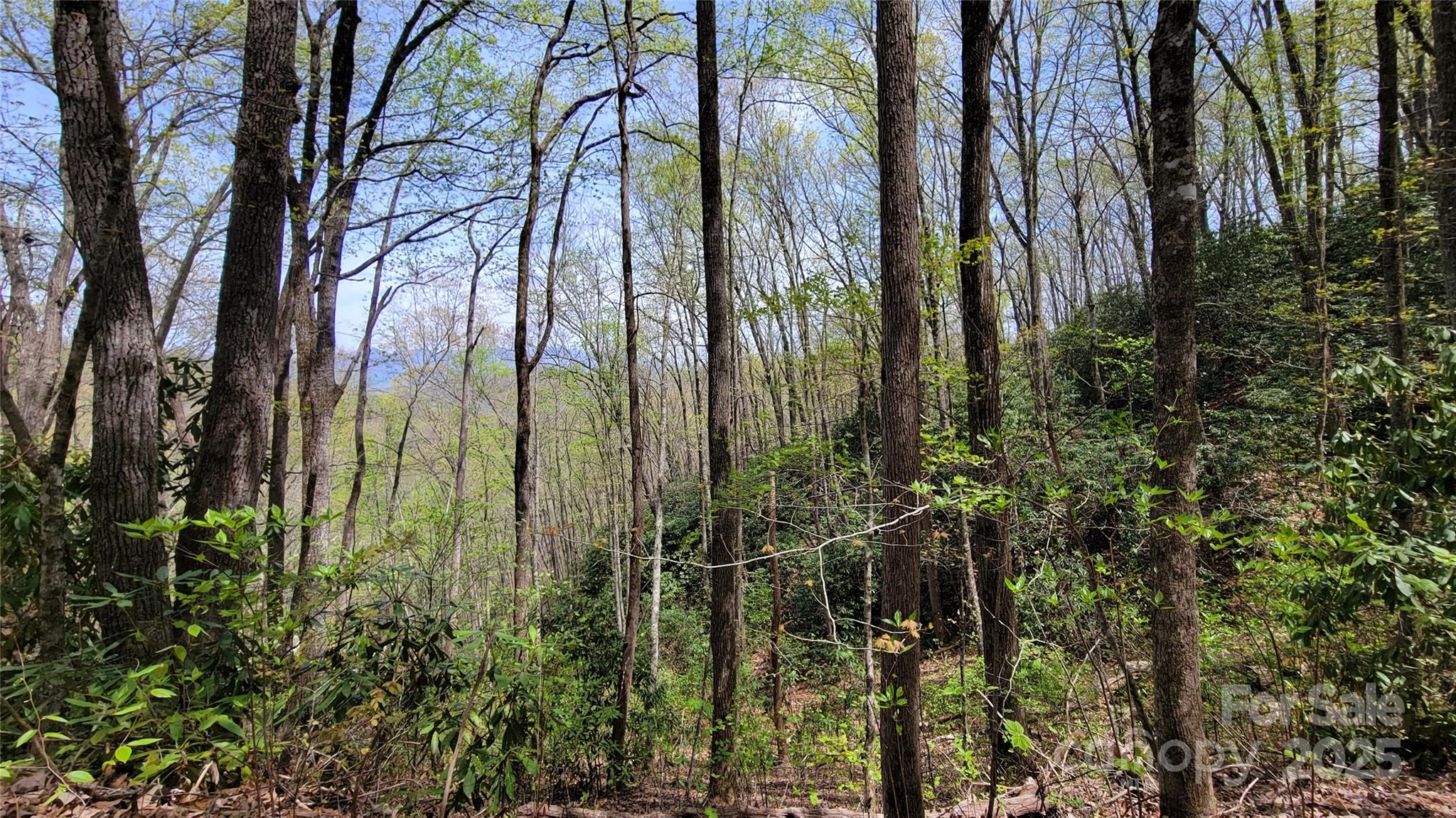 31 Lacy Fern Ridge 31 Property Photo 10