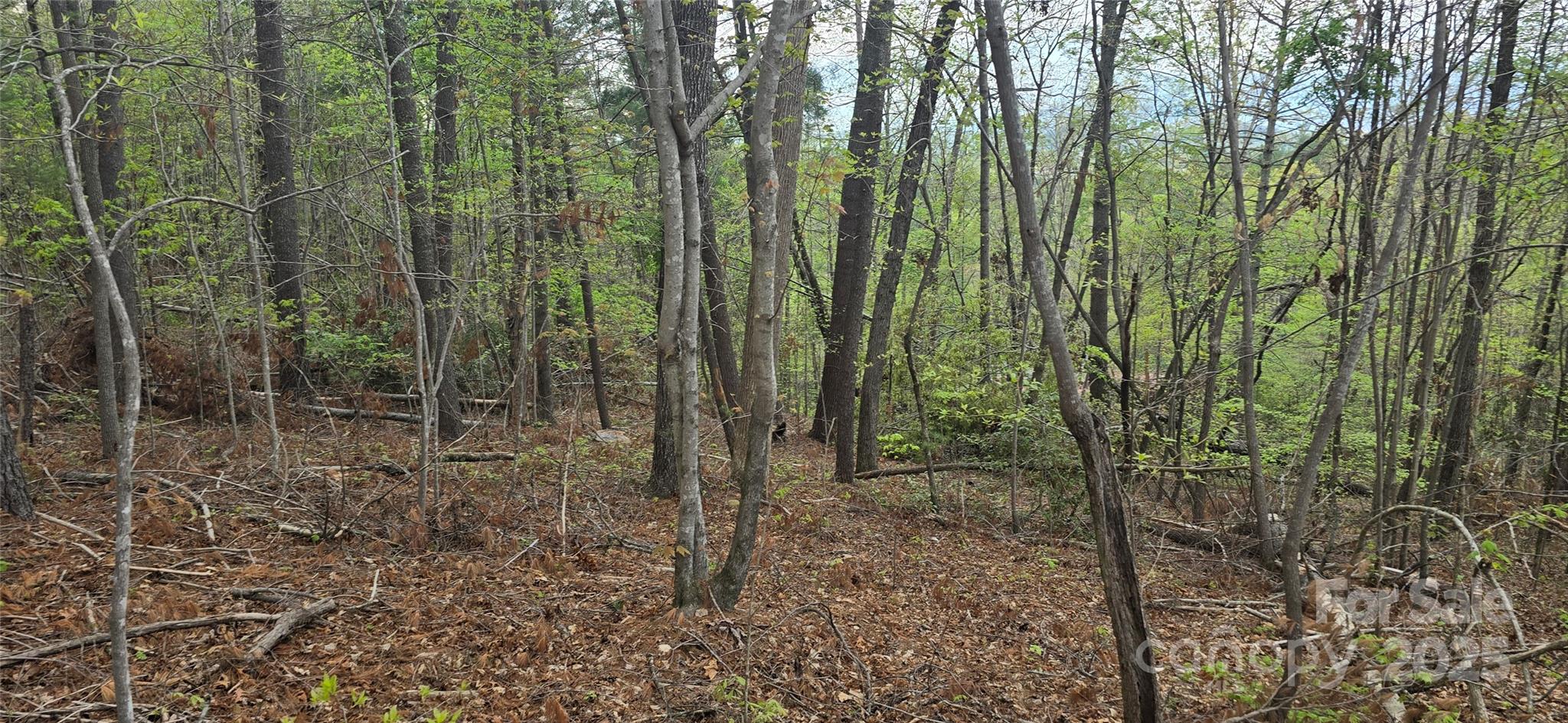 000 Chrosaro Place Property Photo 4