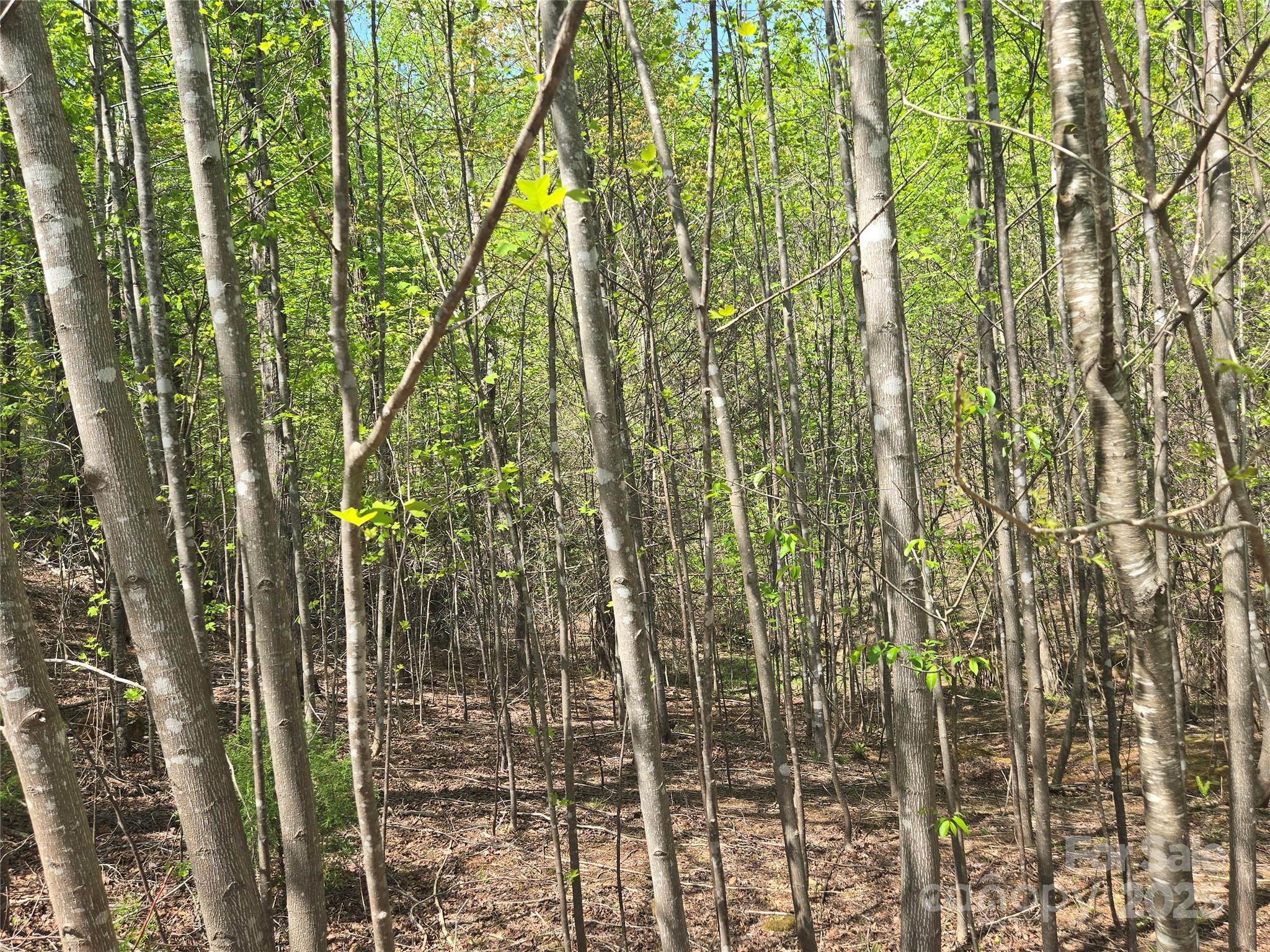 Lot 11 Back Hollow Drive Property Photo 6