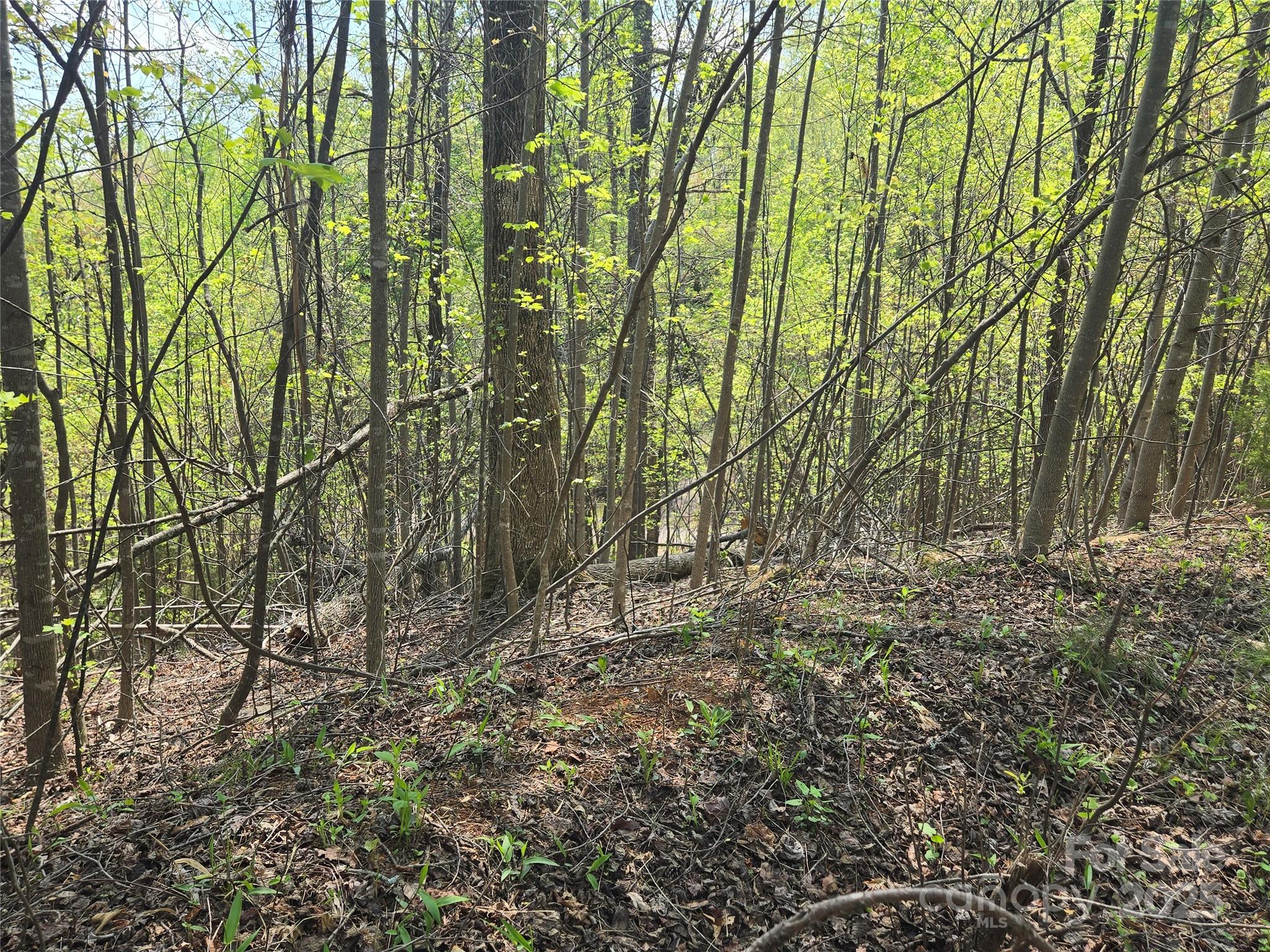 Lot 15 Touch Me Not Trail Property Photo 6