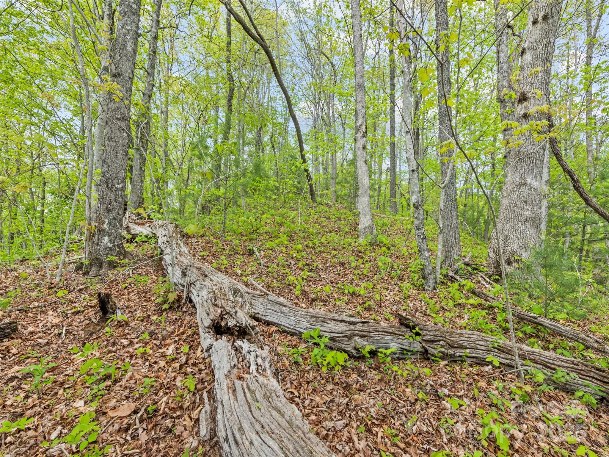 00 Falling Leaf Trail Property Photo 12