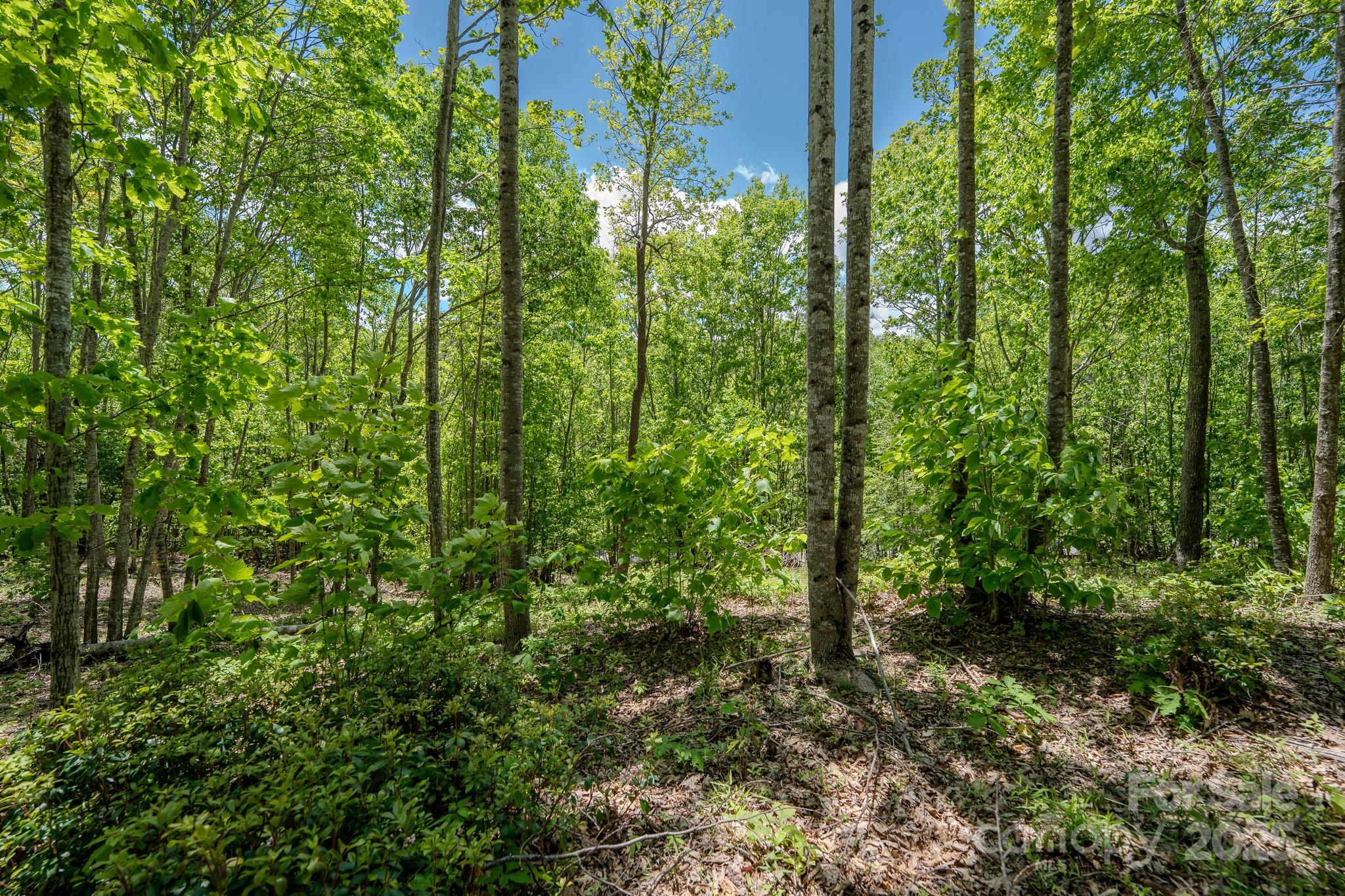 0 Beaver Dam Road Property Photo 1