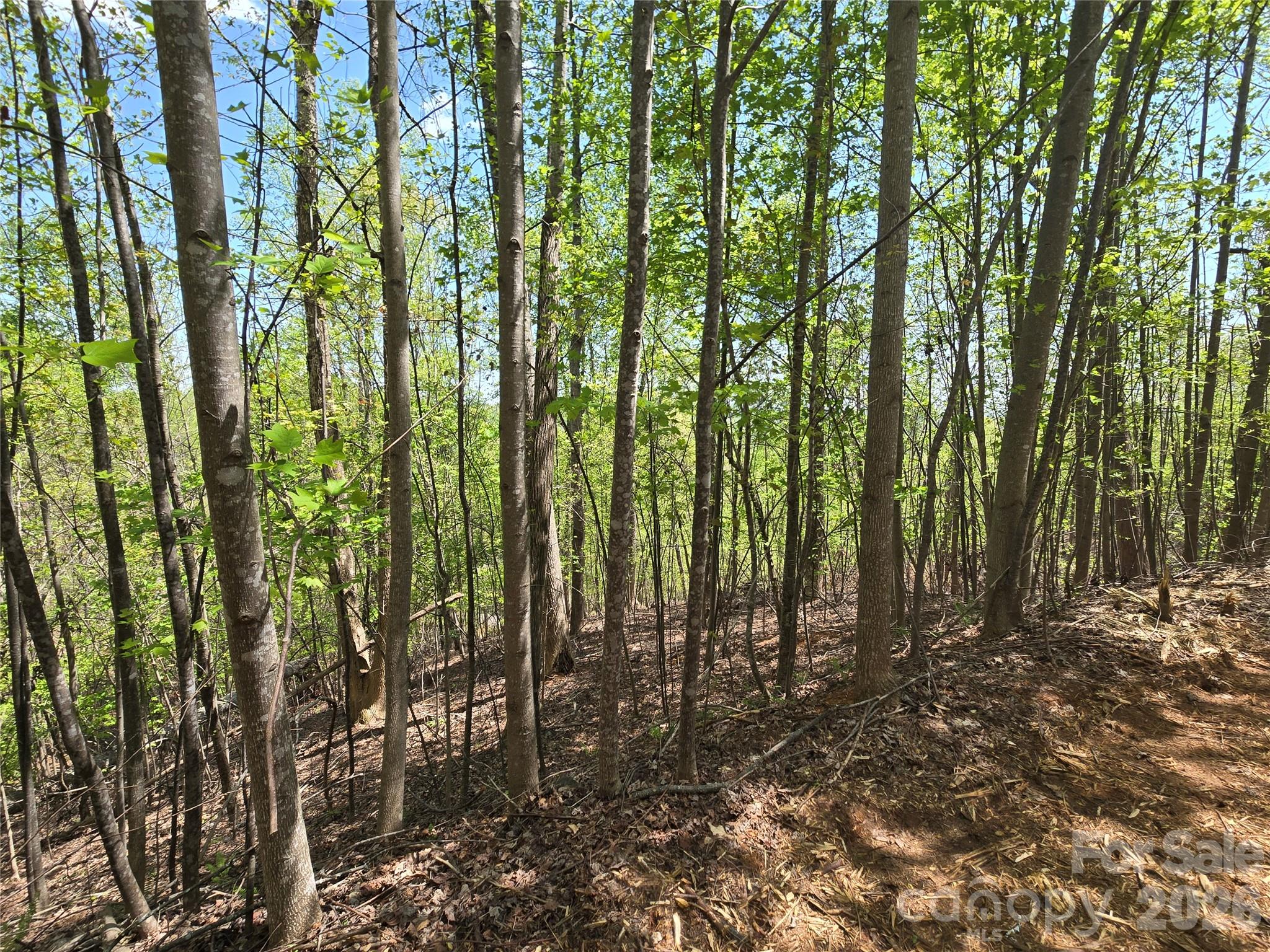 Lot 24 High Rock Ridge Property Photo 5