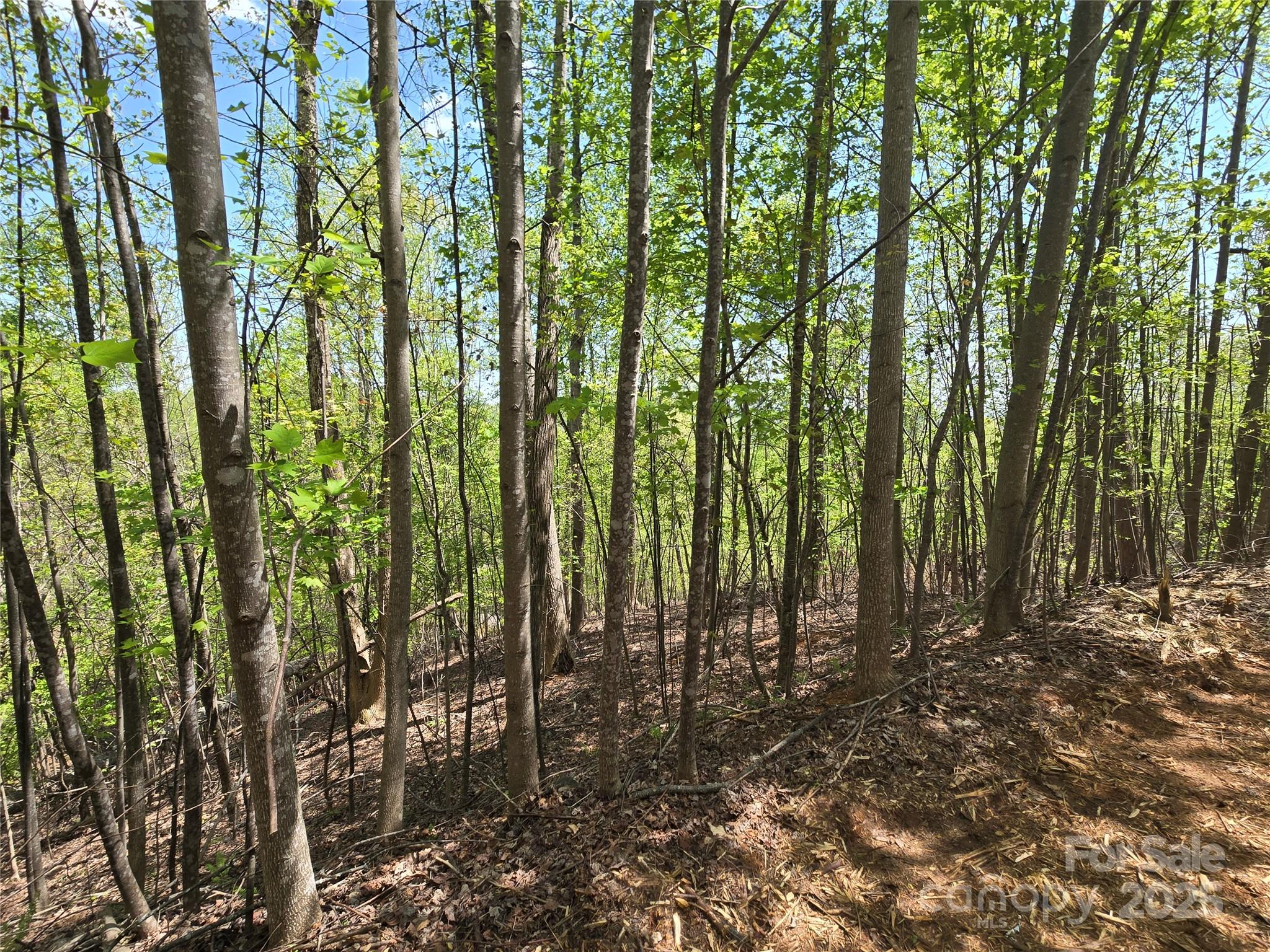 Lot 24 High Rock Ridge Property Photo 8
