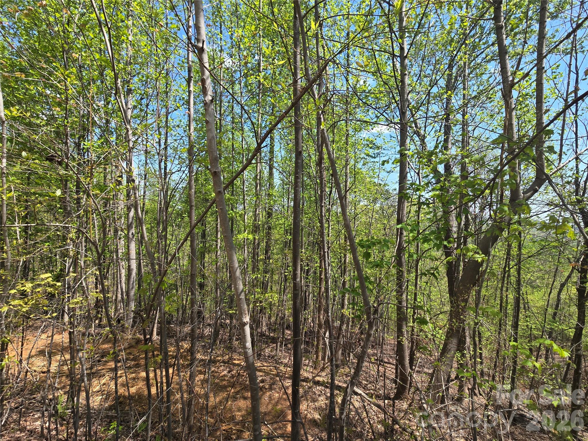 Lot 24 High Rock Ridge Property Photo 8