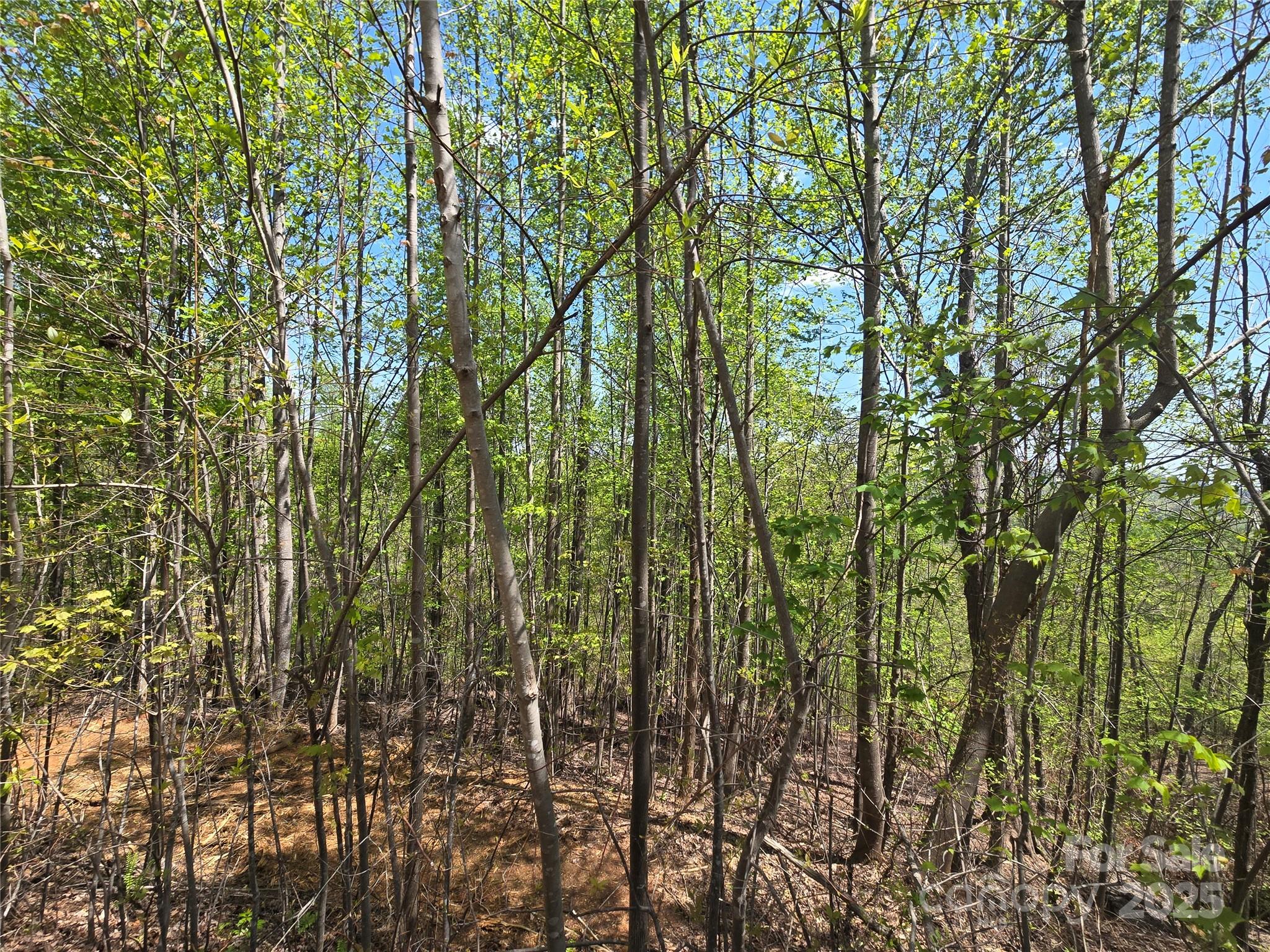 Lot 24 High Rock Ridge Property Photo 12