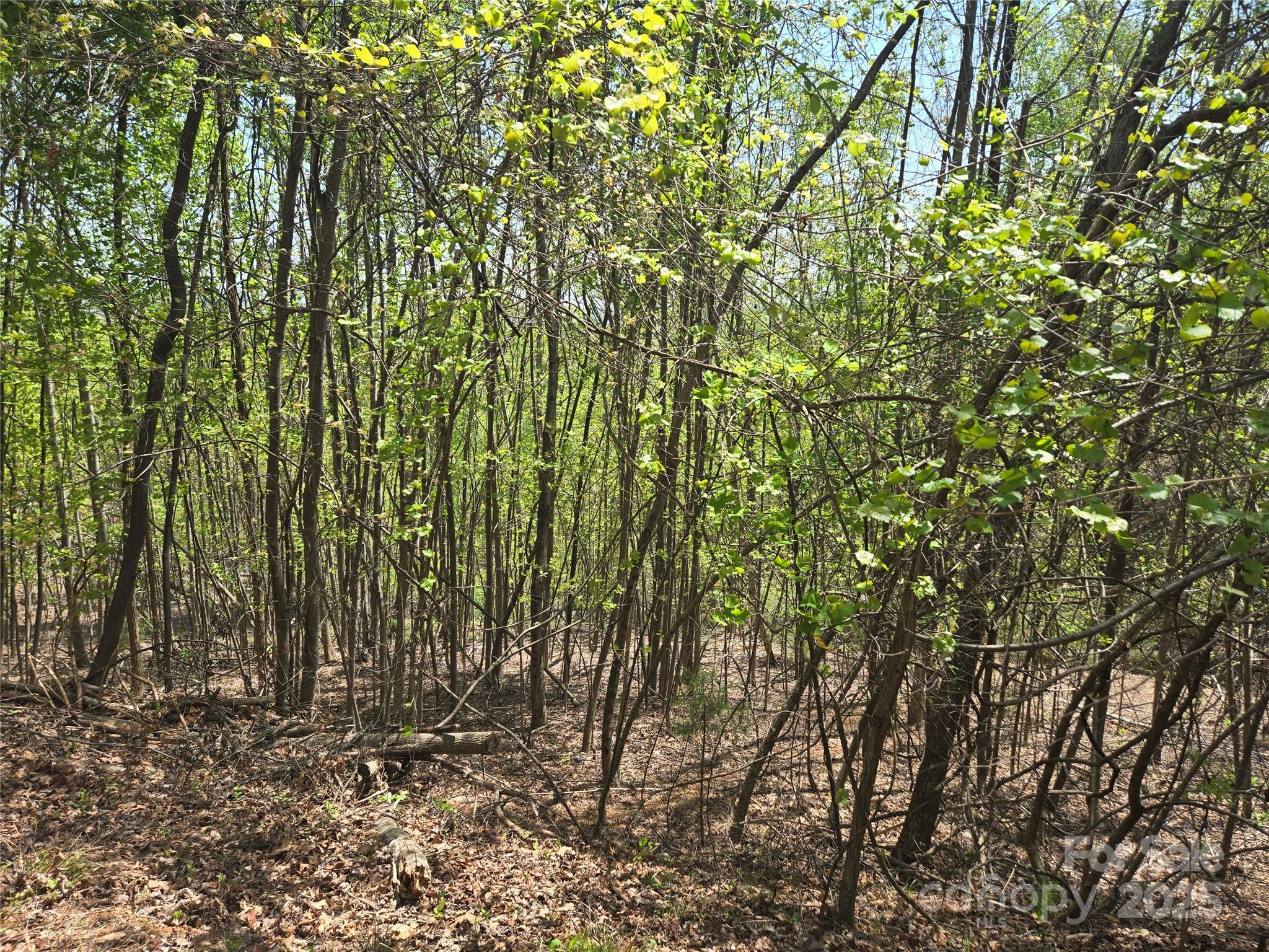 Lot 25 High Rock Ridge Property Photo 9