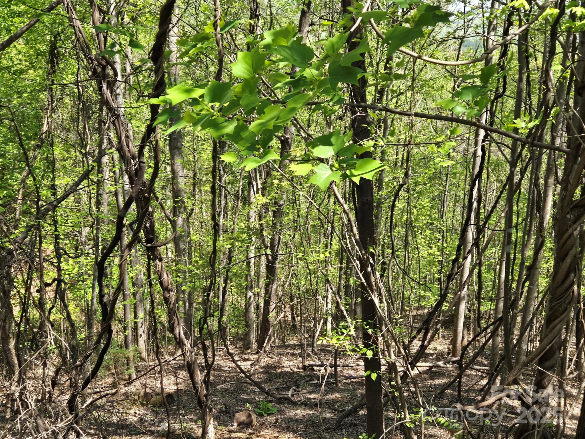 Lot 33 Turkey Fall Lane Property Photo 5