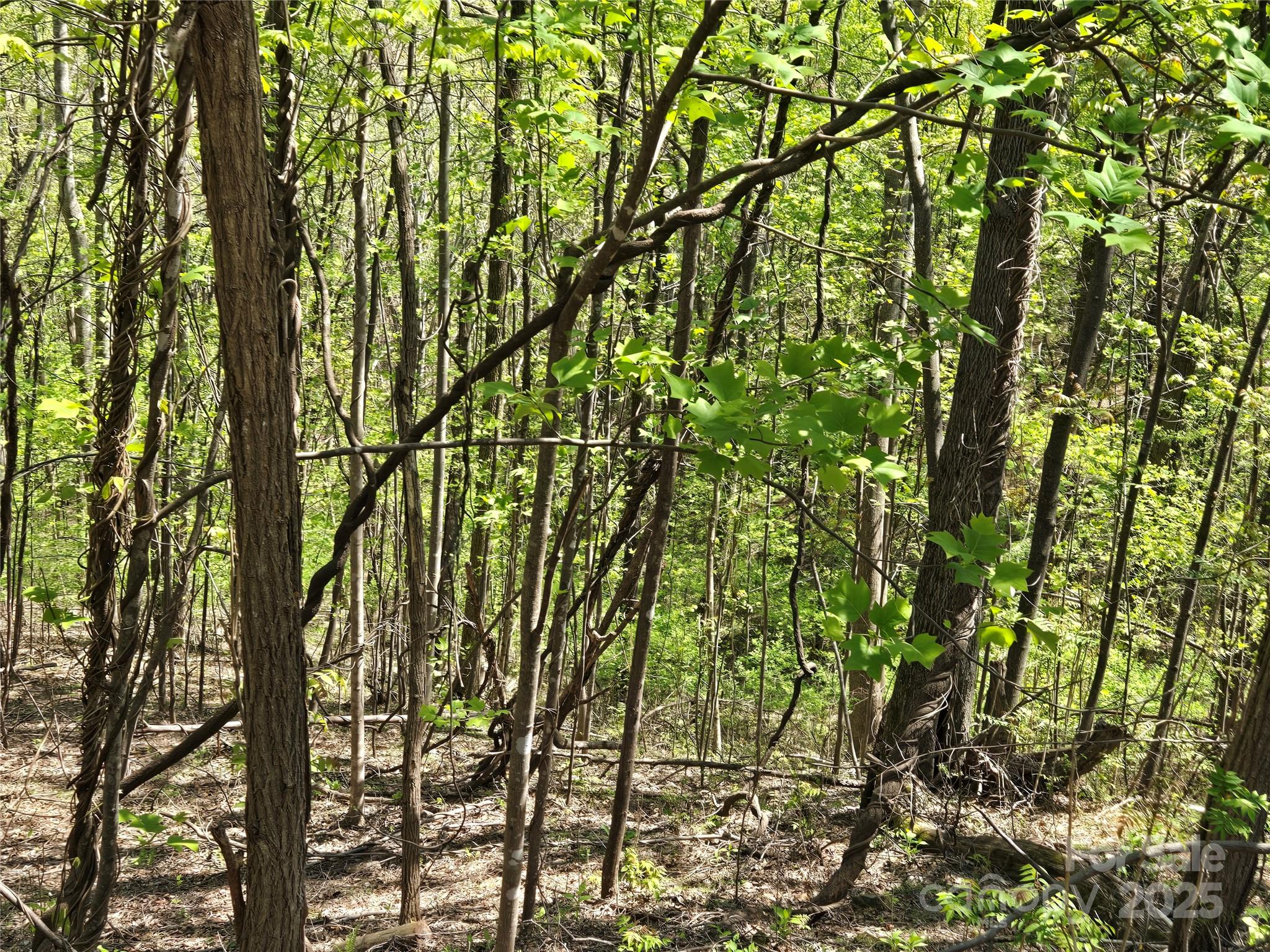 Lot 33 Turkey Fall Lane Property Photo 6