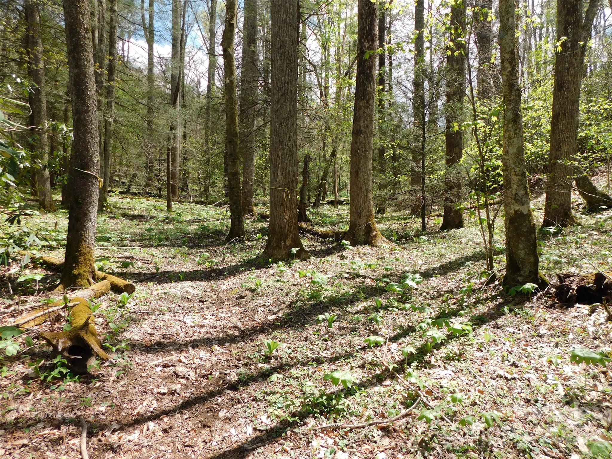 Tbd Black Bear Trail Property Photo