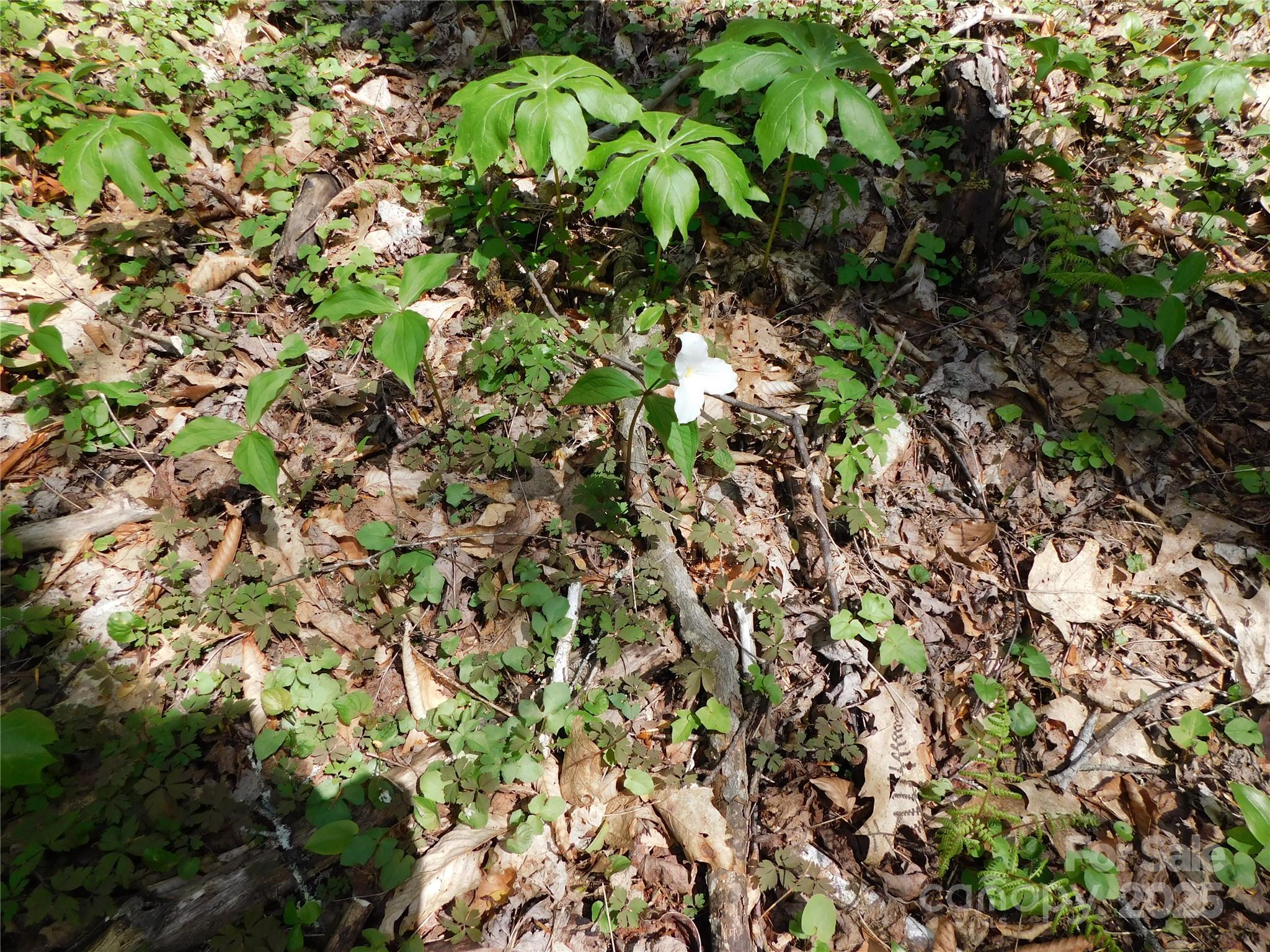 Tbd Black Bear Trail 26 Property Photo 3