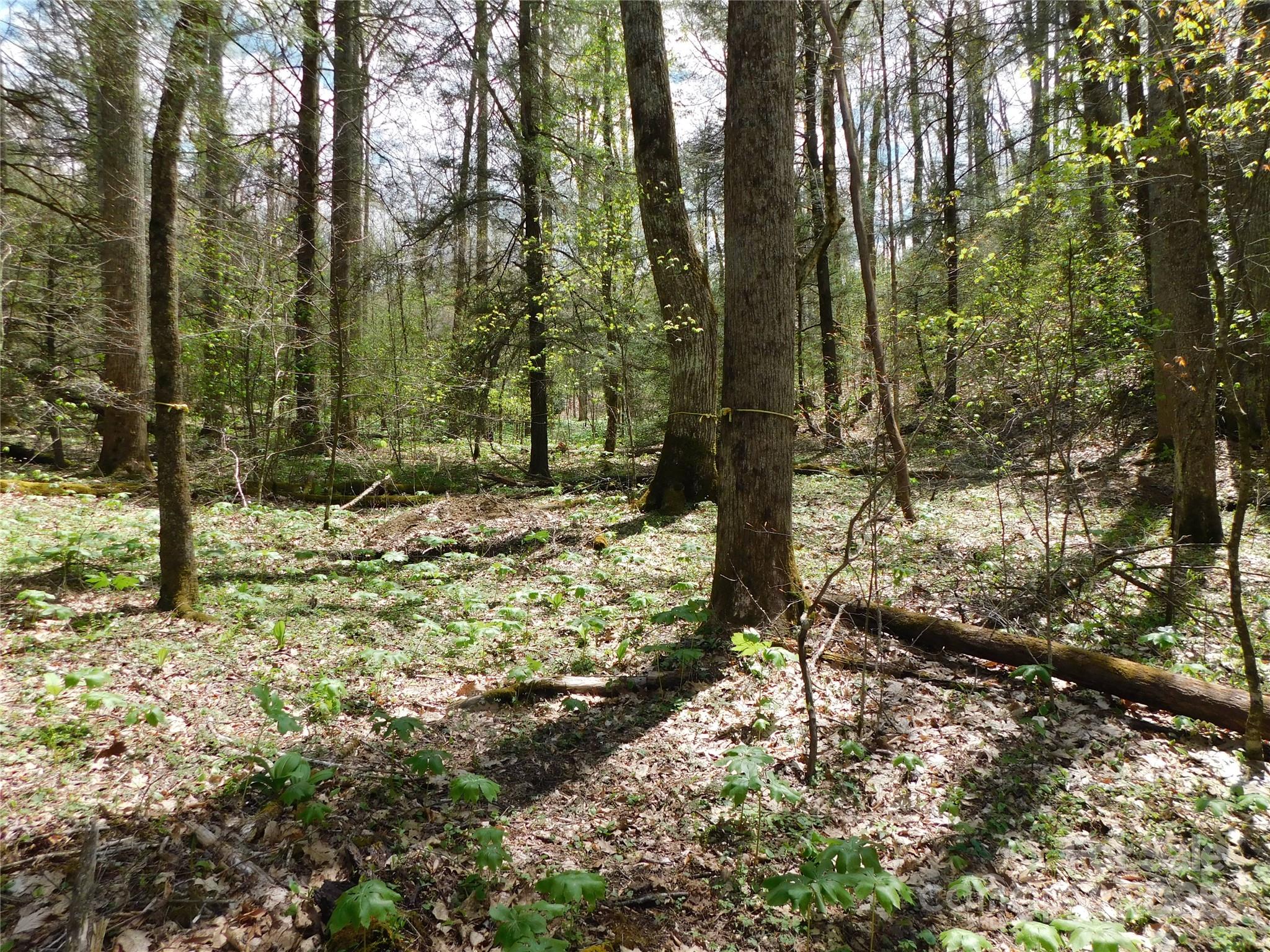 Tbd Black Bear Trail 26 Property Photo 4