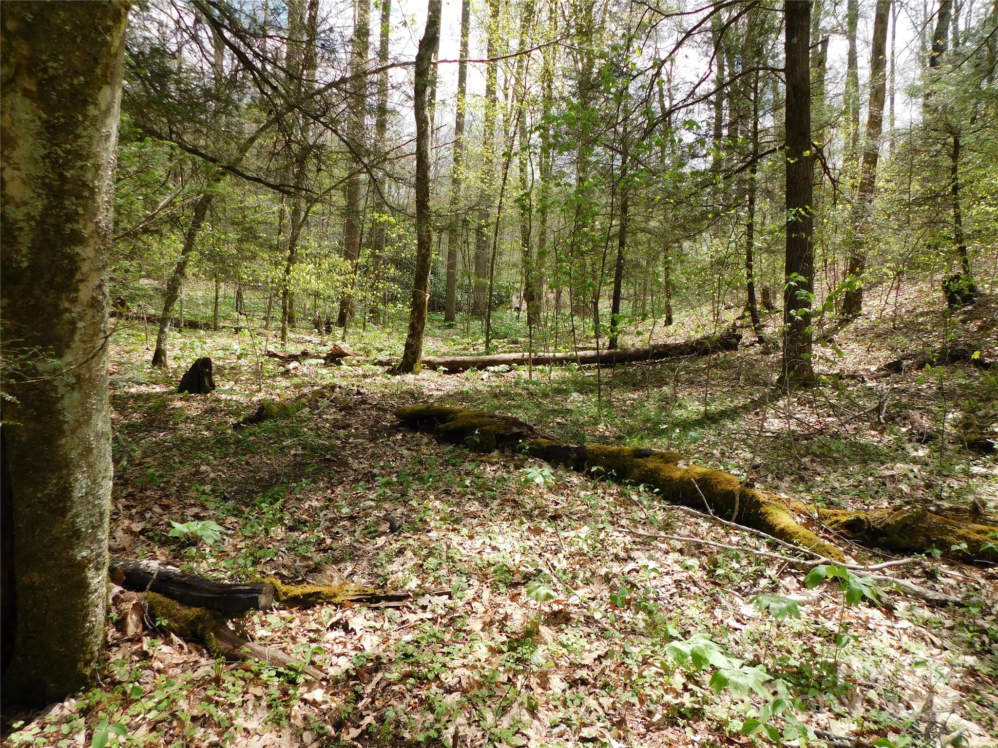 Tbd Black Bear Trail 26 Property Photo 5