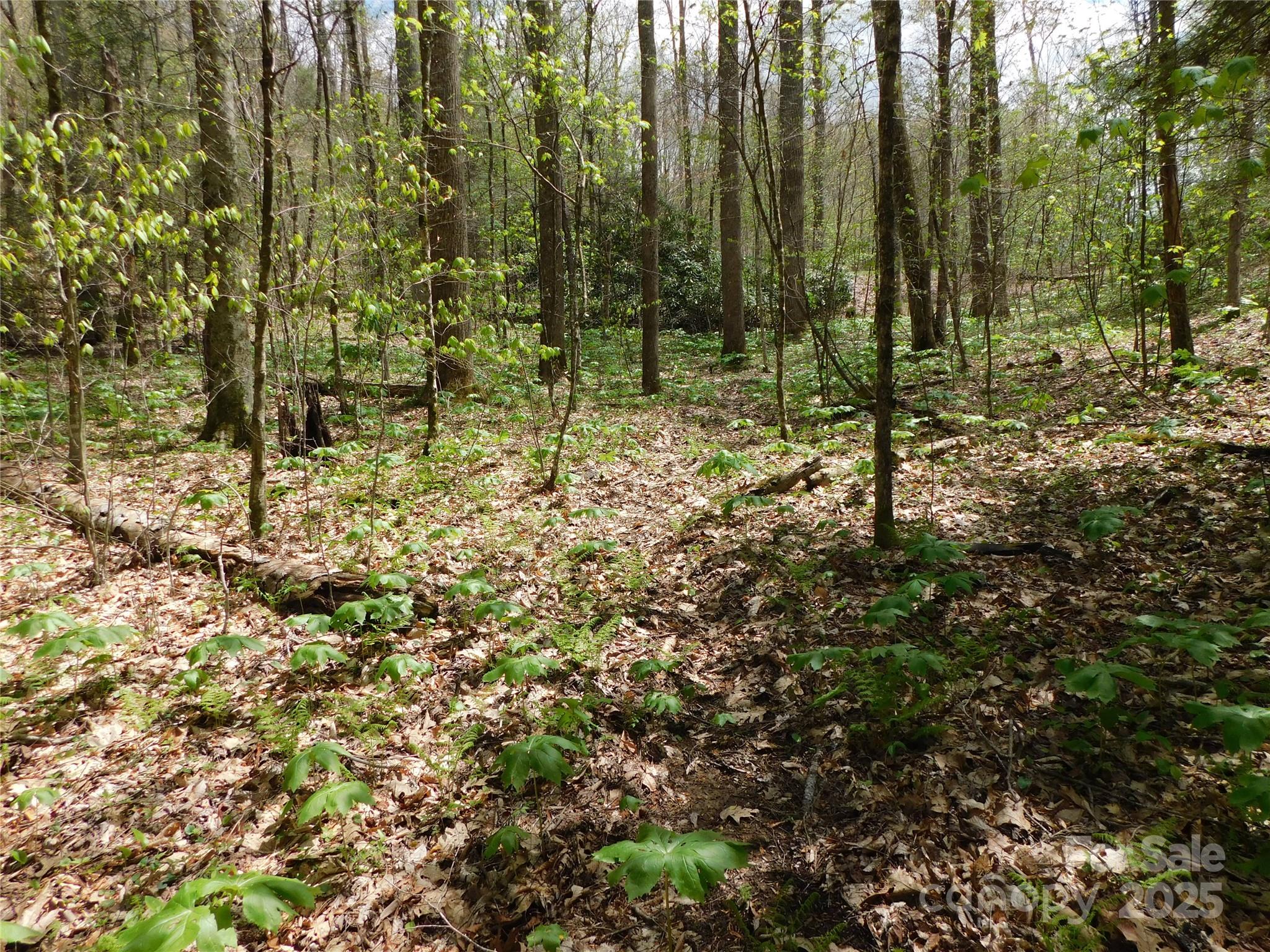 Tbd Black Bear Trail 26 Property Photo 6