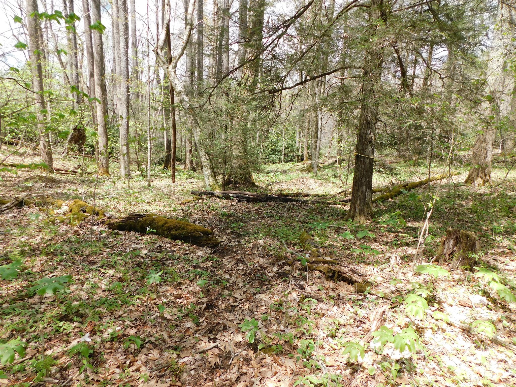 Tbd Black Bear Trail 26 Property Photo 7