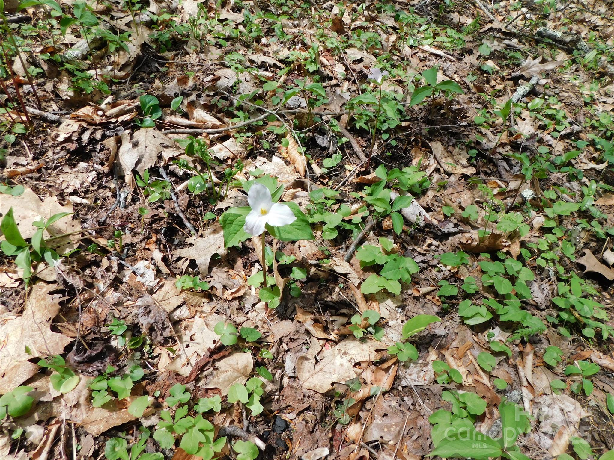 Tbd Black Bear Trail 26 Property Photo 8