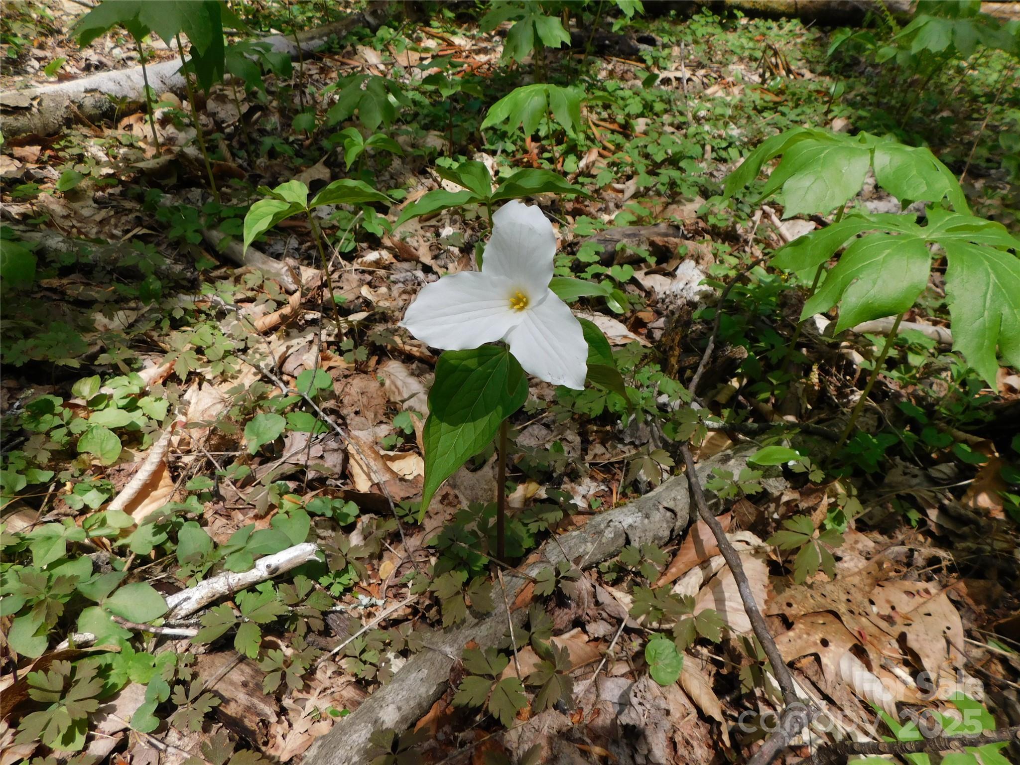 Tbd Black Bear Trail 26 Property Photo 9