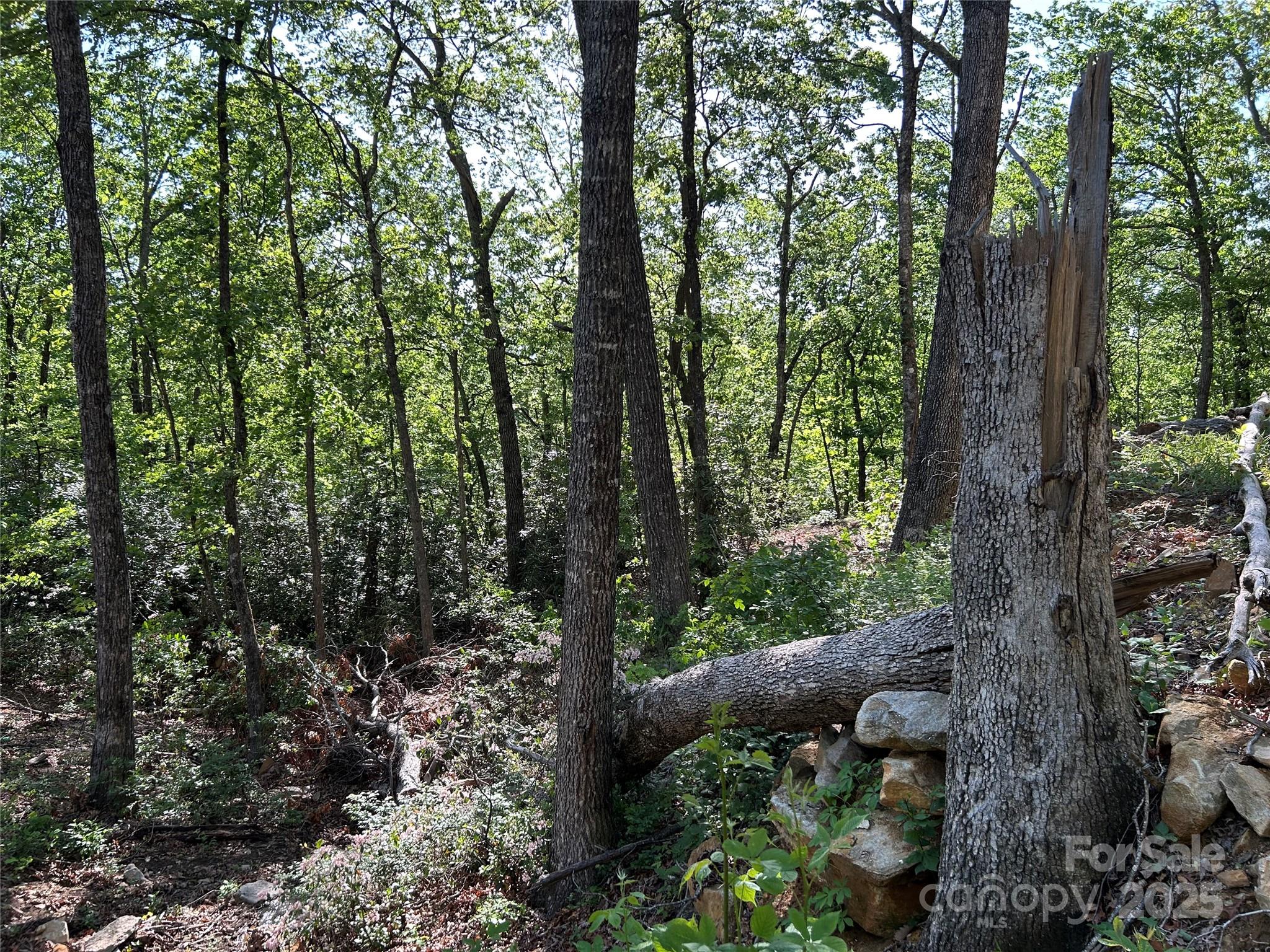 000 Jacks Paw Lane 8 Property Photo 5