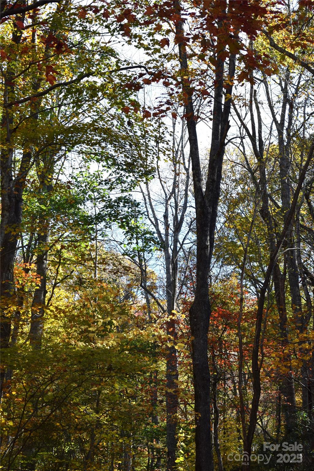 Tbd Clear Creek Road Property Photo 5