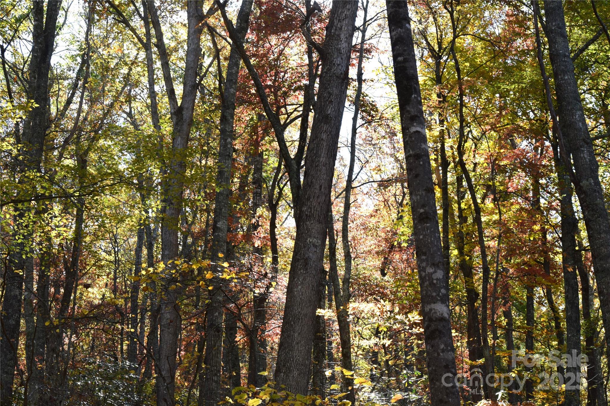 Tbd Clear Creek Road Property Photo 6