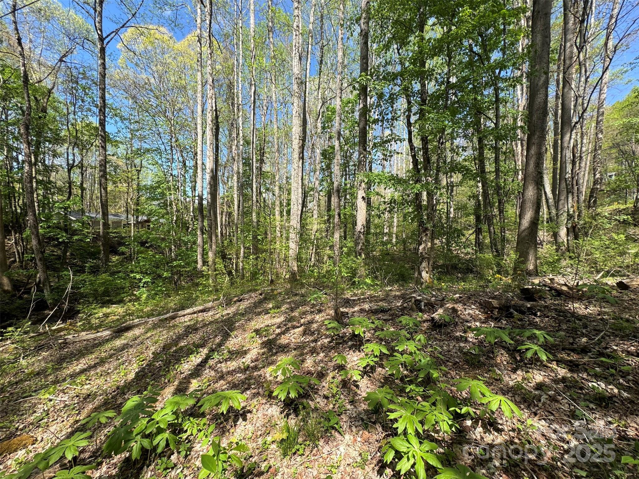 Tbd (b) Browning Branch Road Property Photo 6