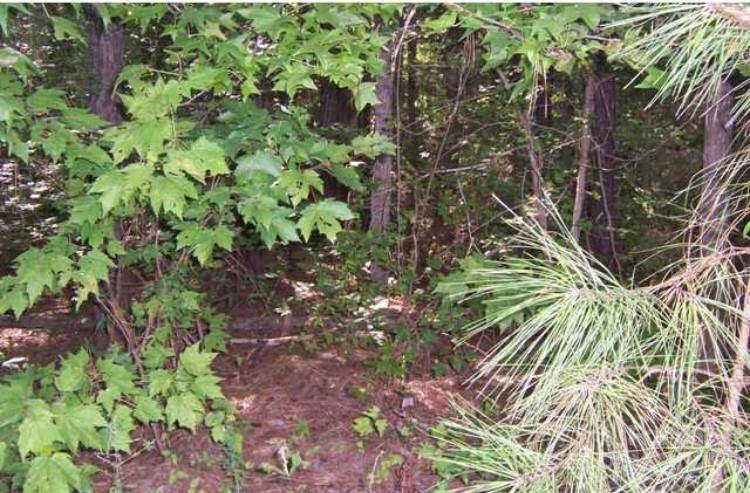 104 Shaman Drive Property Photo 3