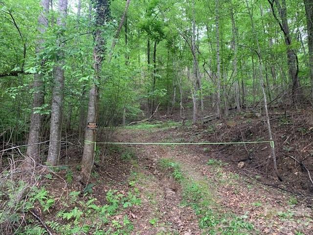 42.16 Acs Green River Cove Road 42.162 Ac. Property Photo 5
