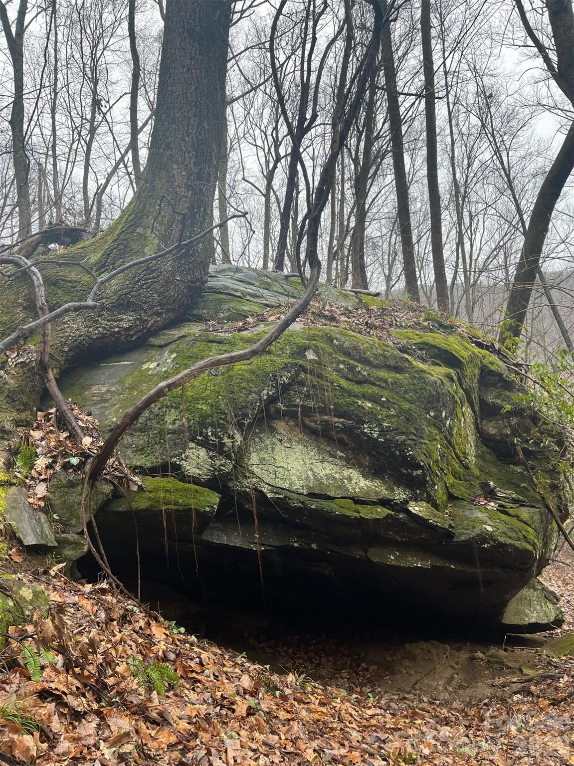 42.16 Acs Green River Cove Road 42.162 Ac. Property Photo 8