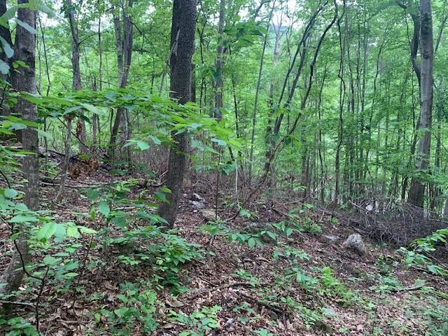 42.16 Acs Green River Cove Road 42.162 Ac. Property Photo 13