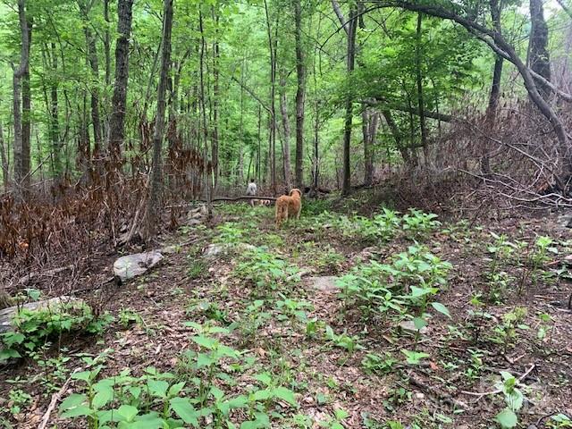 42.16 Acs Green River Cove Road 42.162 Ac. Property Photo 21